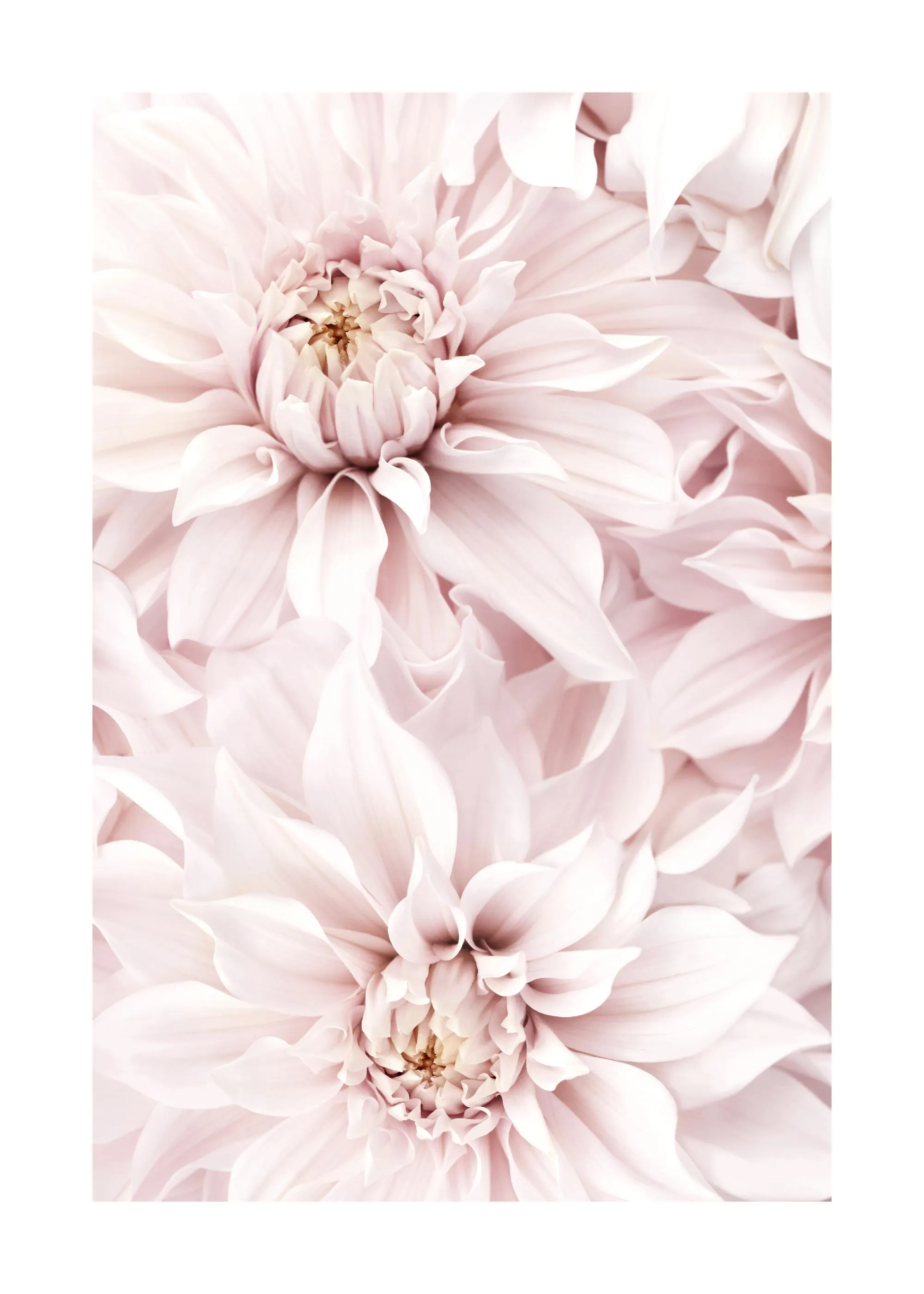 A poster featuring a close-up of soft pink dahlia flowers with delicate petals and a light, airy feel.
