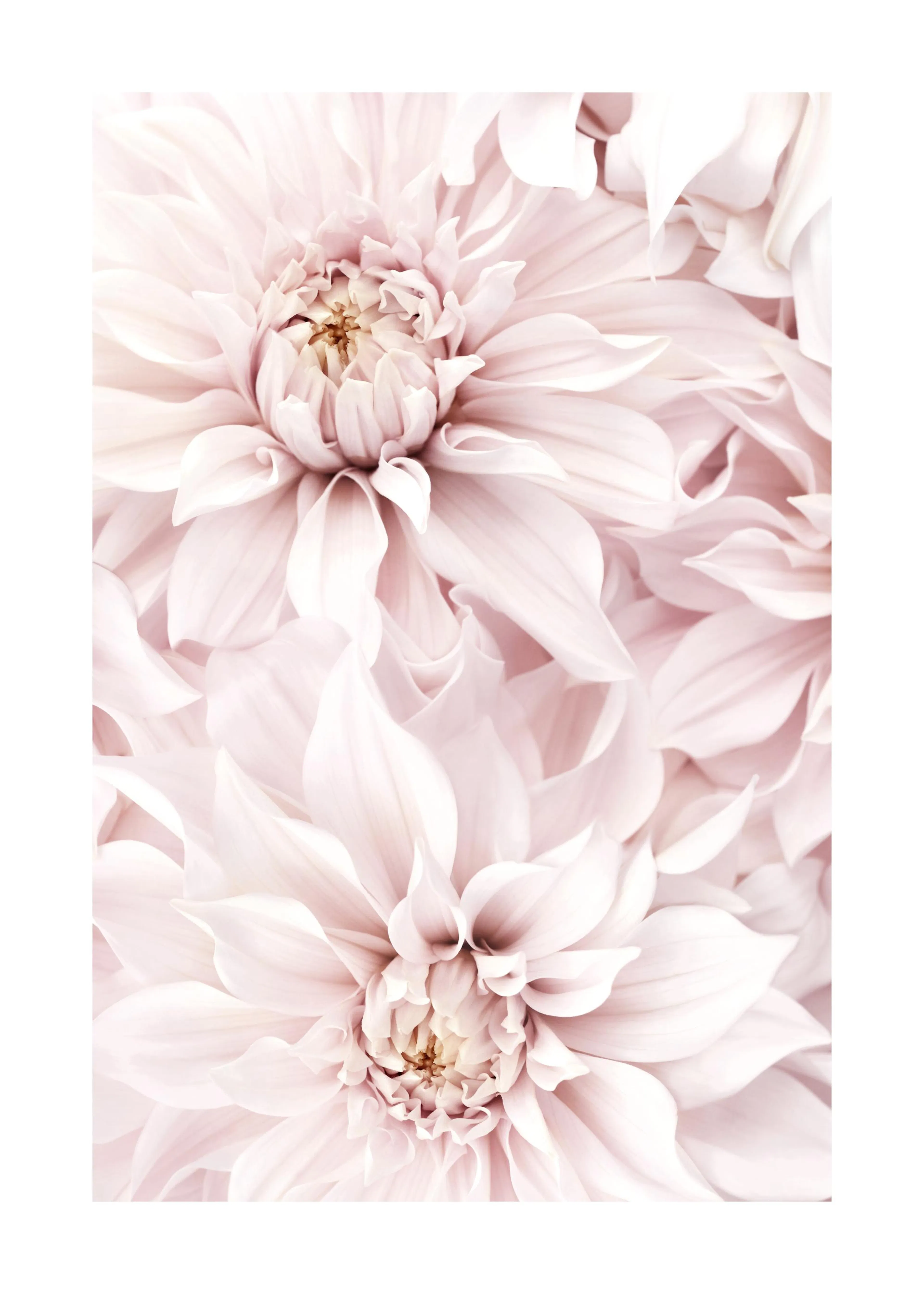 A poster featuring a close-up of soft pink dahlia flowers with delicate petals and a light, airy feel.