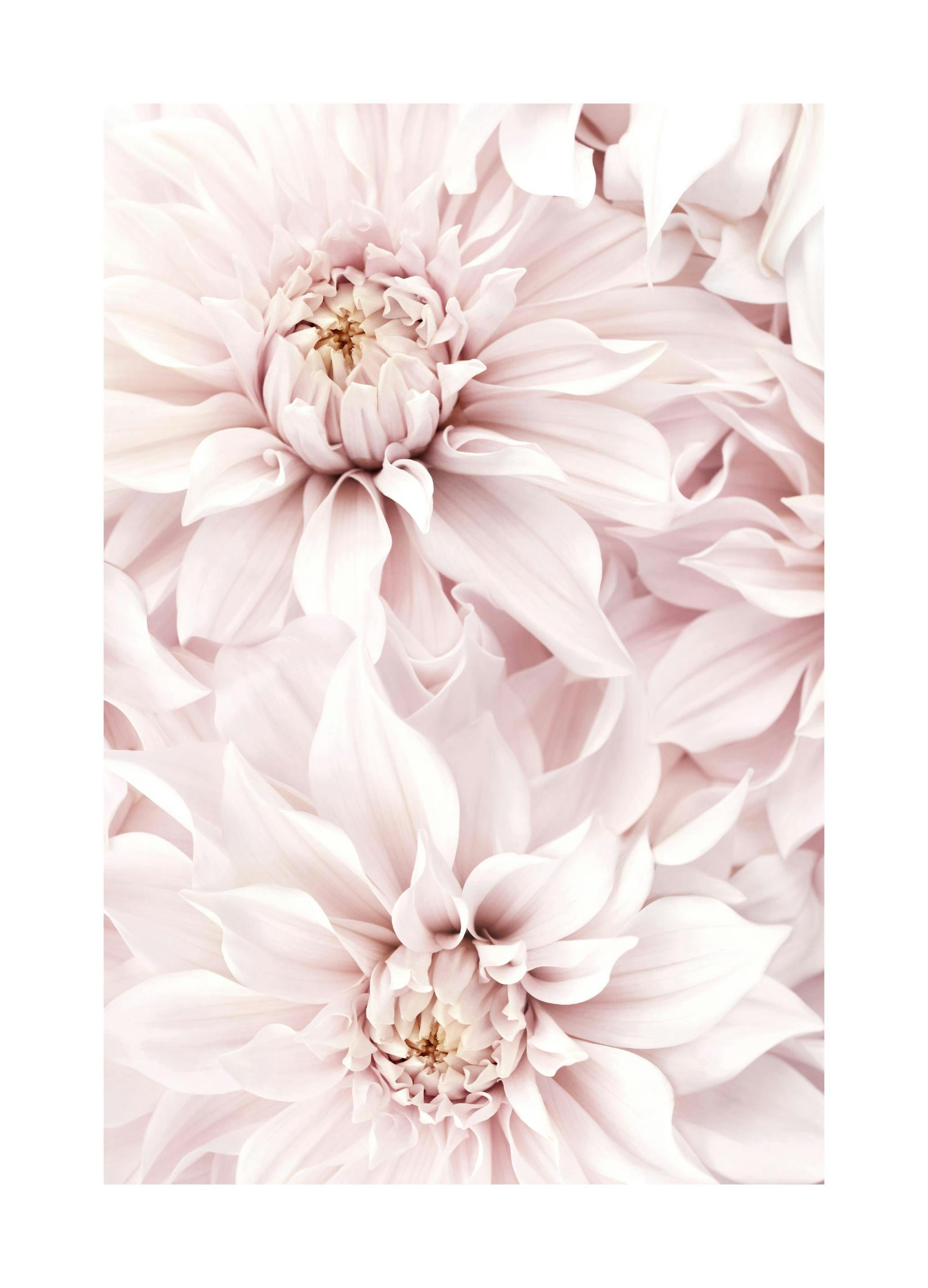 Blooming Pink Dahlias Poster (21x30 cm) - Poster Store