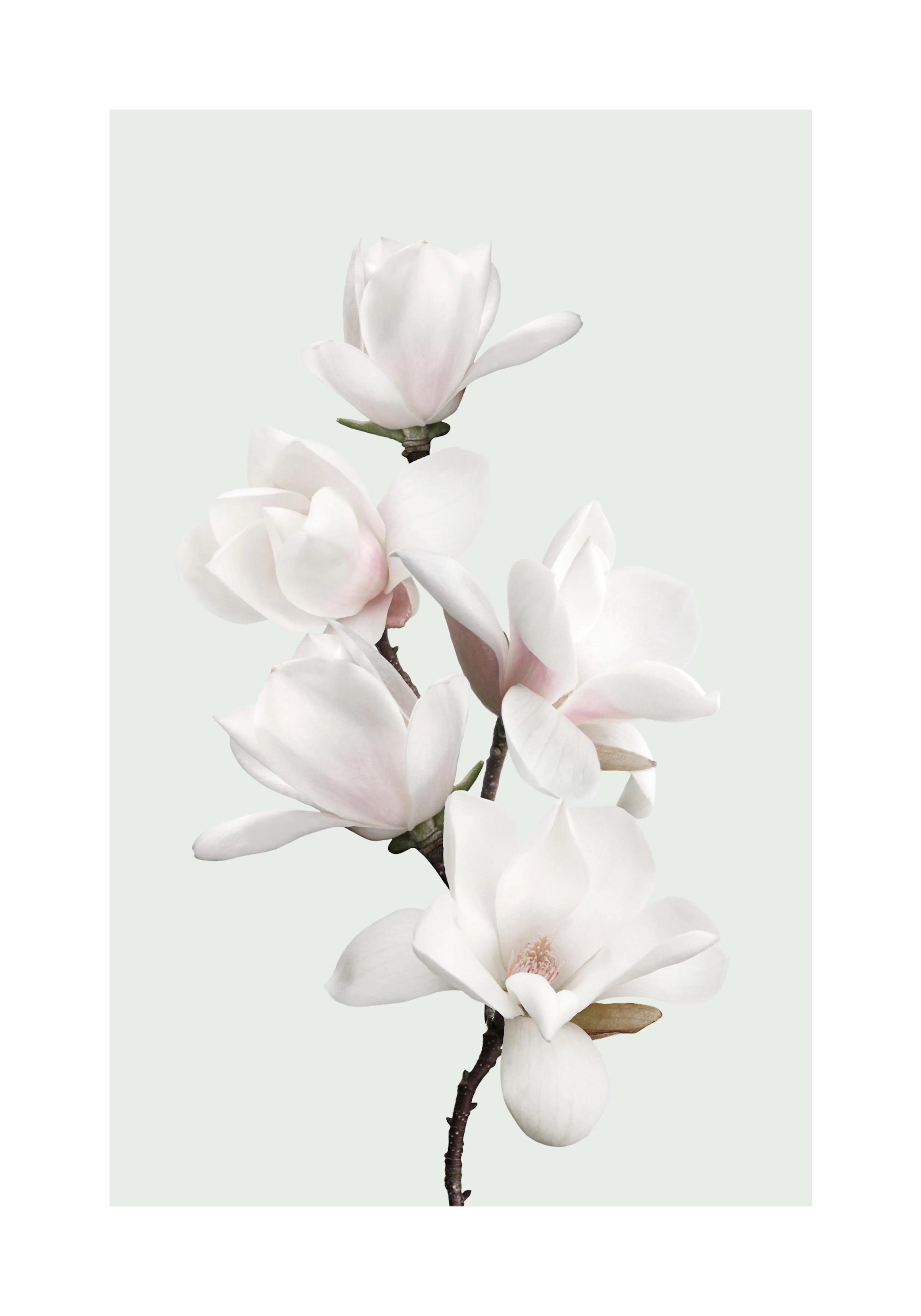 A poster featuring a branch of white magnolia flowers with hints of pink on a light green background.