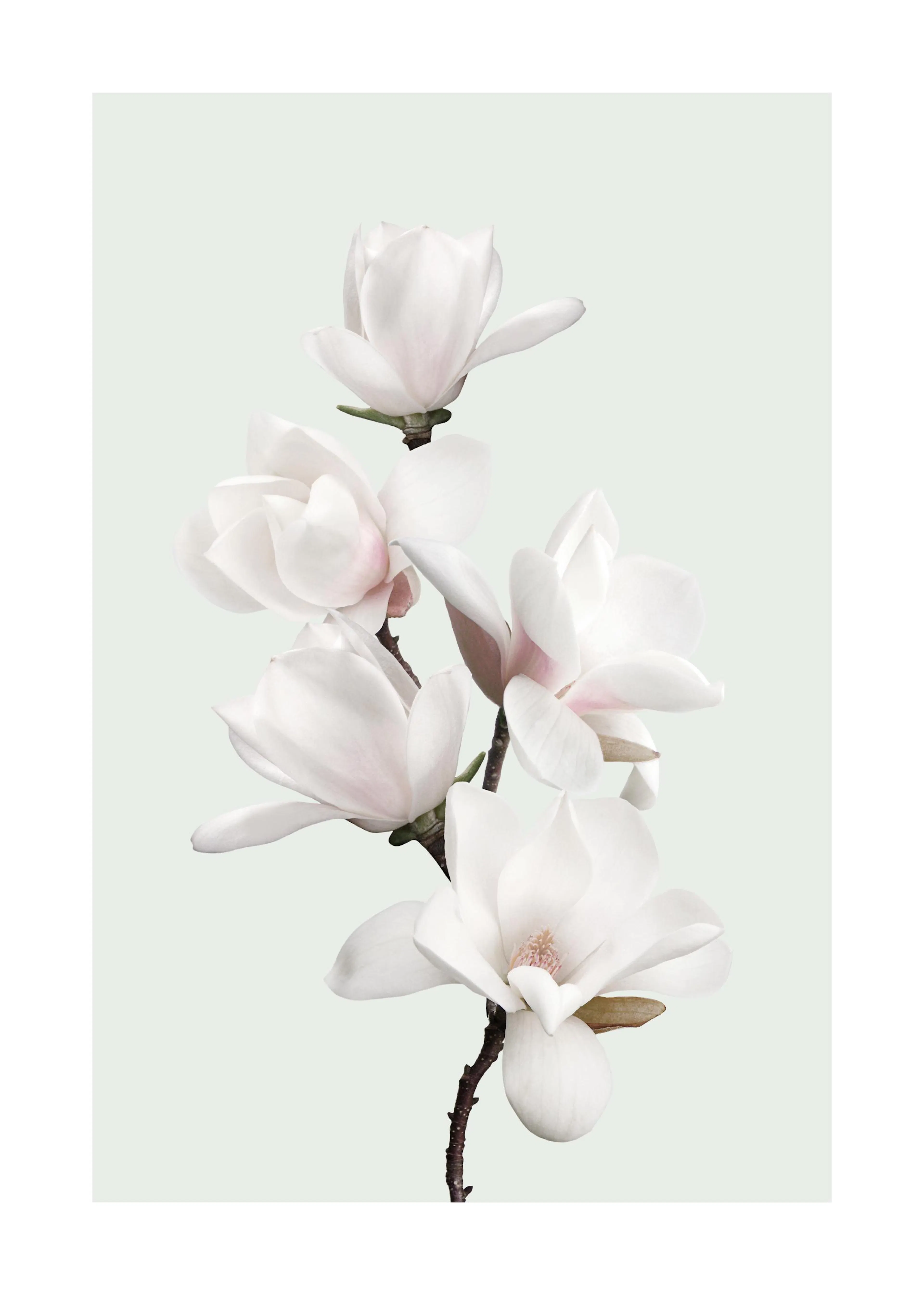 Poster de magnolias blancs et roses sur une branche, avec un fond vert clair doux, idéal pour la décoration.