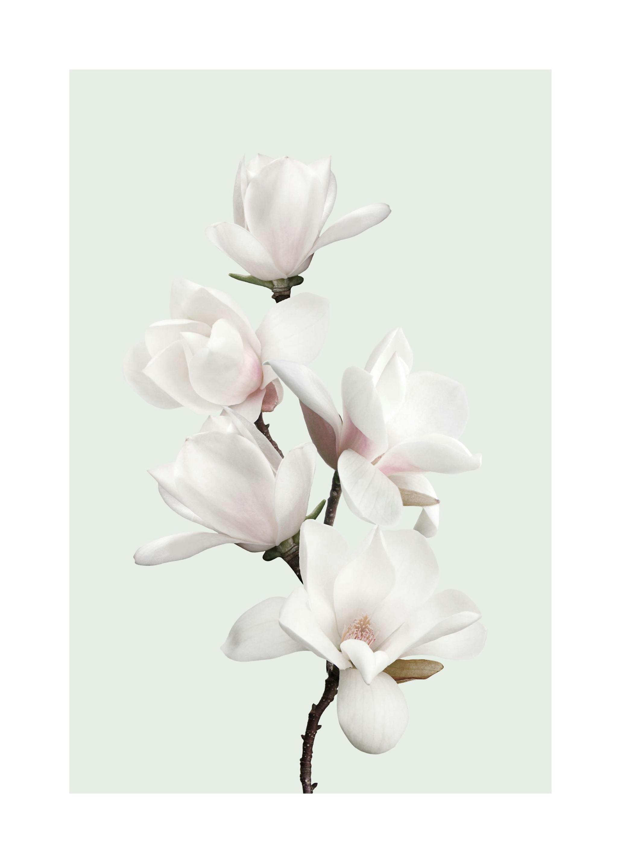 Pastel Magnolias Poster (21x30 cm) - Poster Store