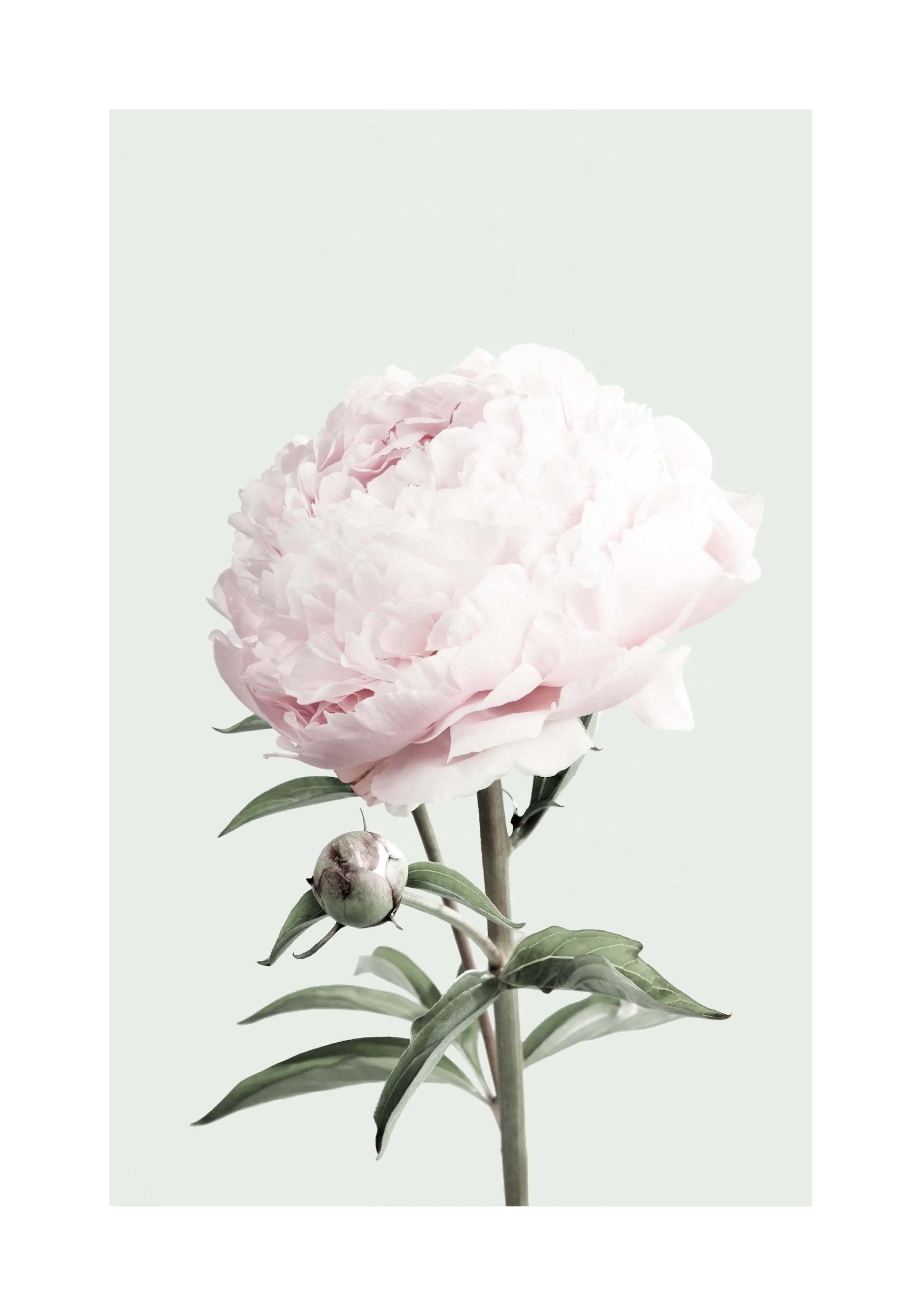 A poster featuring a vibrant pink peony flower and a bud on a light green stem, set against a pale background.