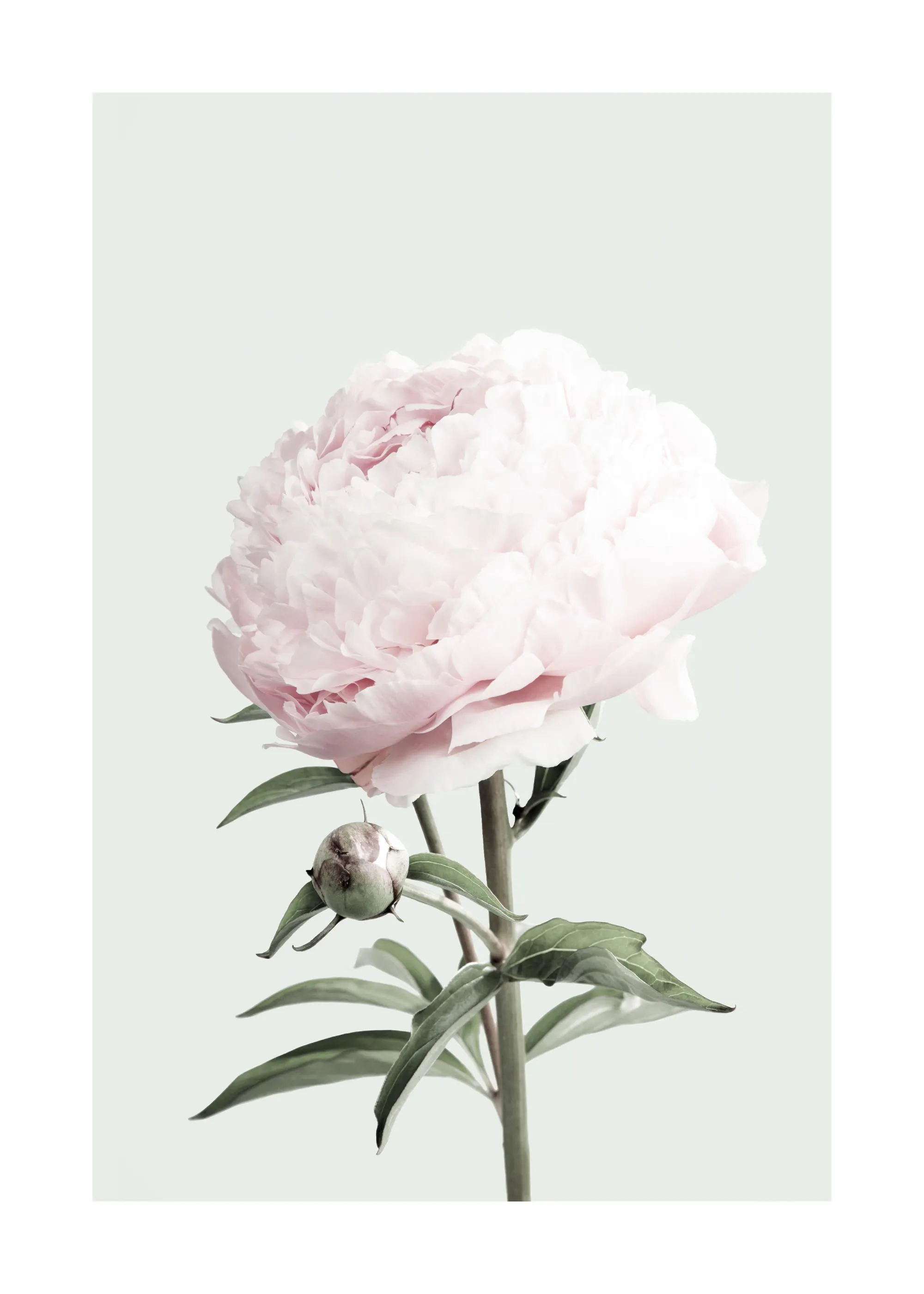 Poster einer rosa Pfingstrose mit grünen Blättern und einer Knospe auf hellgrünem Hintergrund.