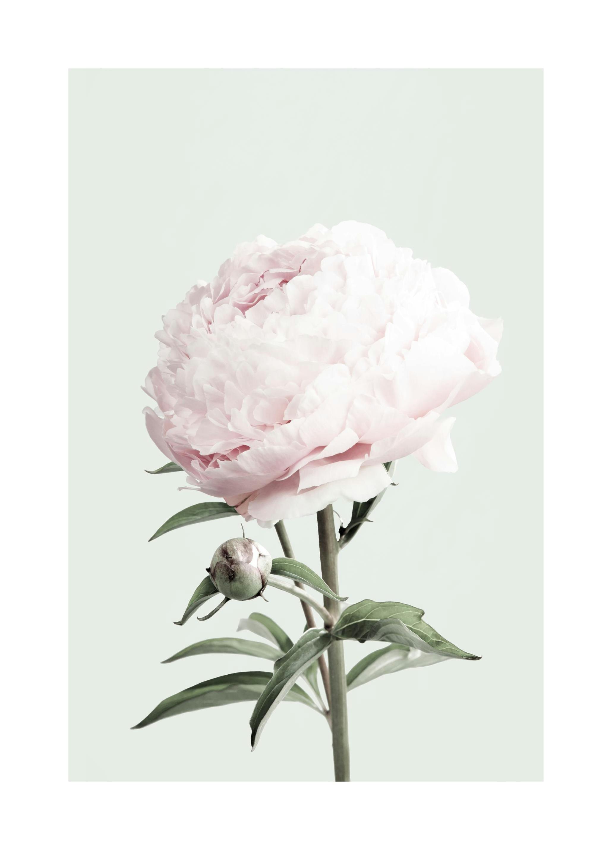 Pastel Pioen Poster (21x30 cm) - Poster Store