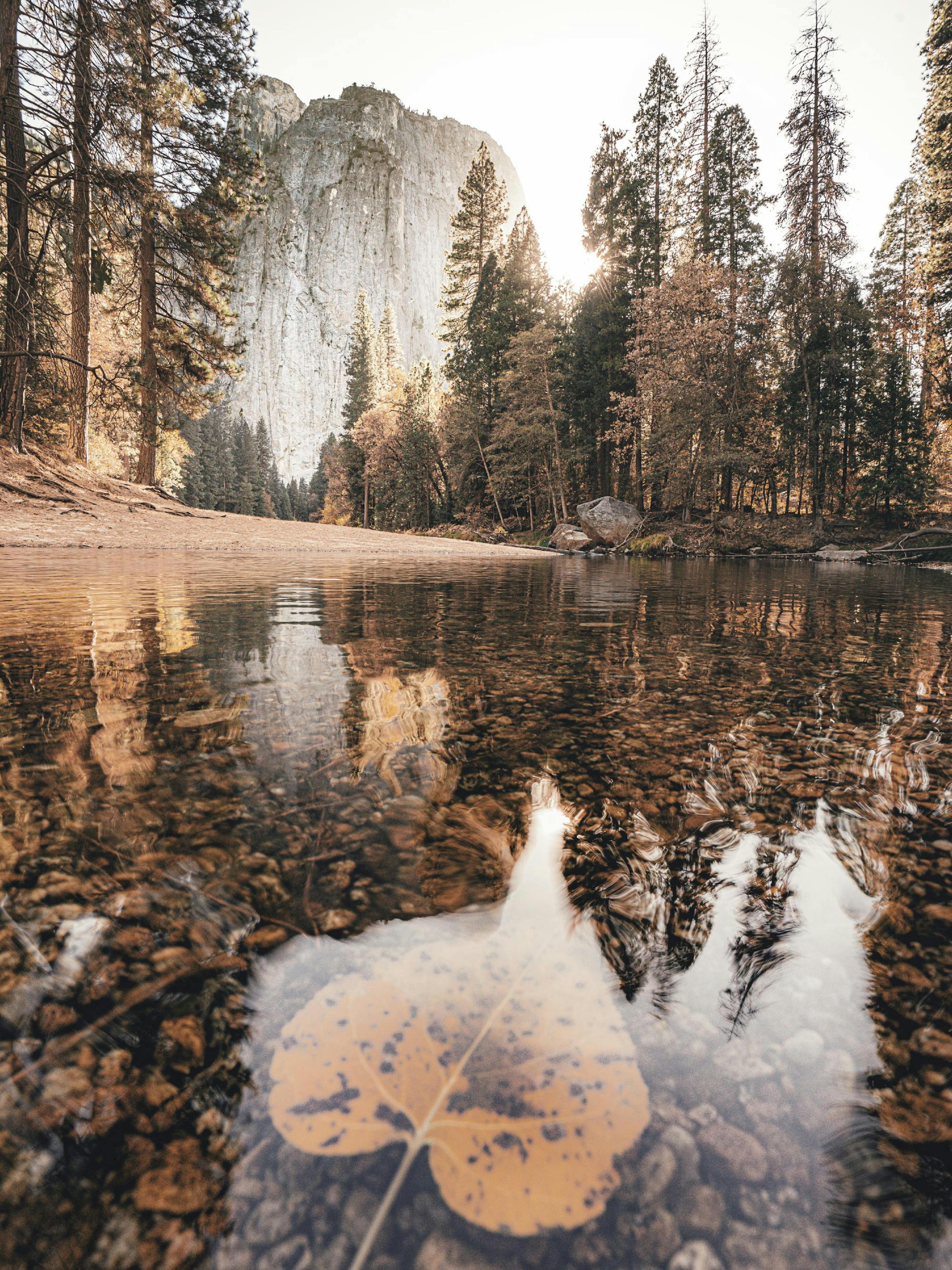 A poster featuring a close-up of a golden leaf in clear water, reflecting a mountain, trees, and sunlight.