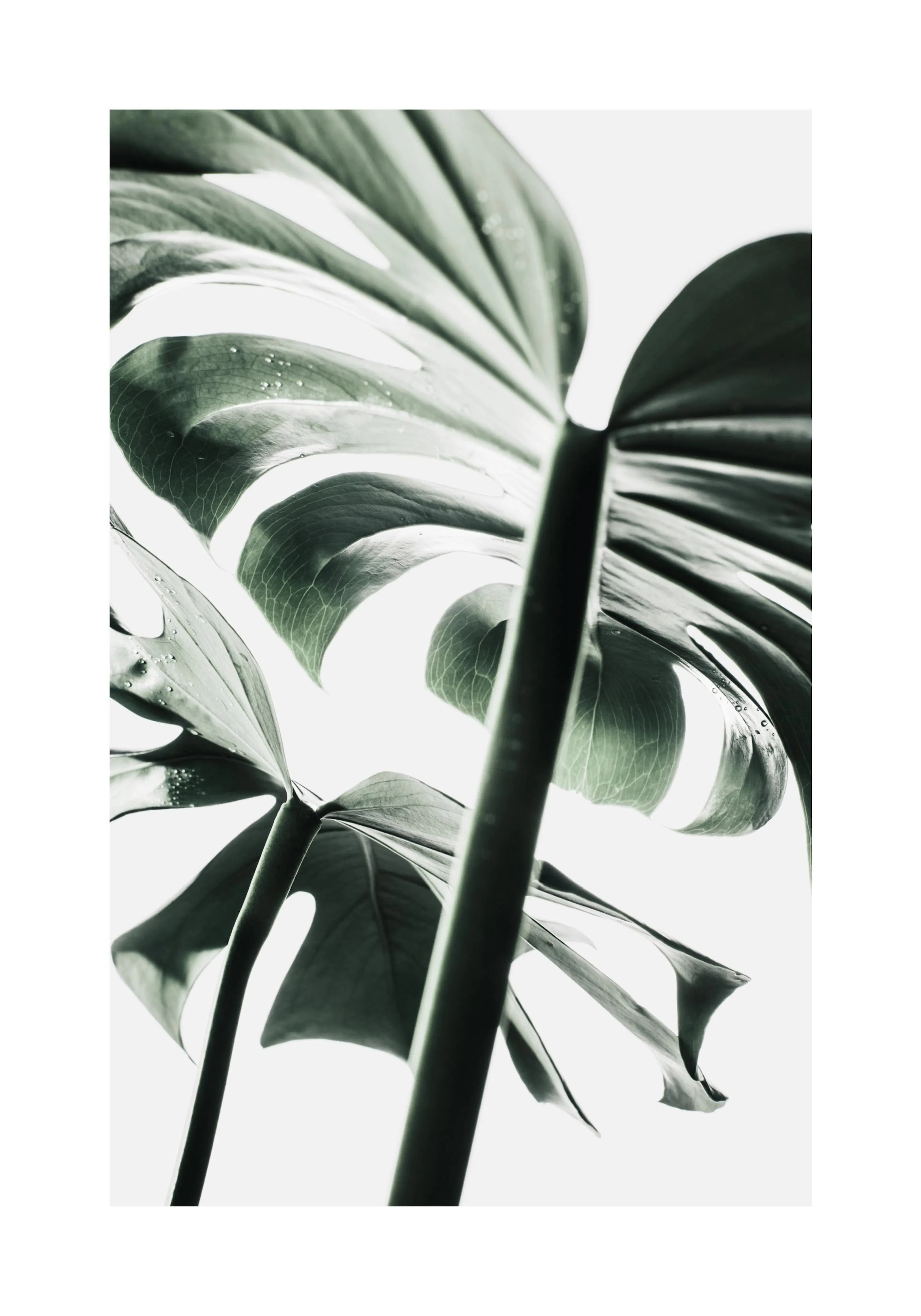 A poster featuring a close-up, upward view of large, dark green monstera leaves with visible veins and water droplets, against a