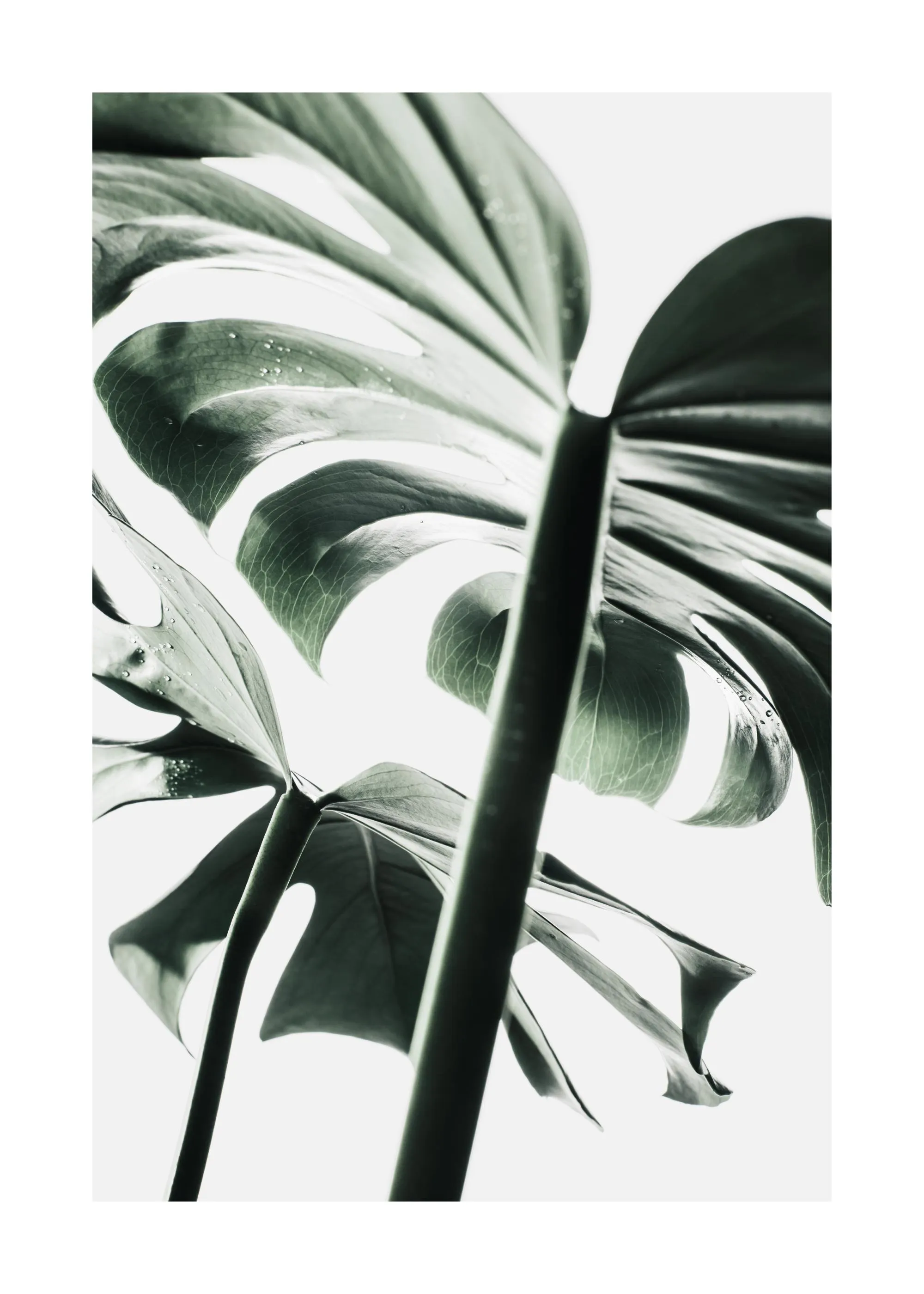 Ein Poster mit einer Monstera-Pflanze in Schwarz-Weiß, von unten fotografiert, wobei die Blätter und Stiele sichtbar sind.