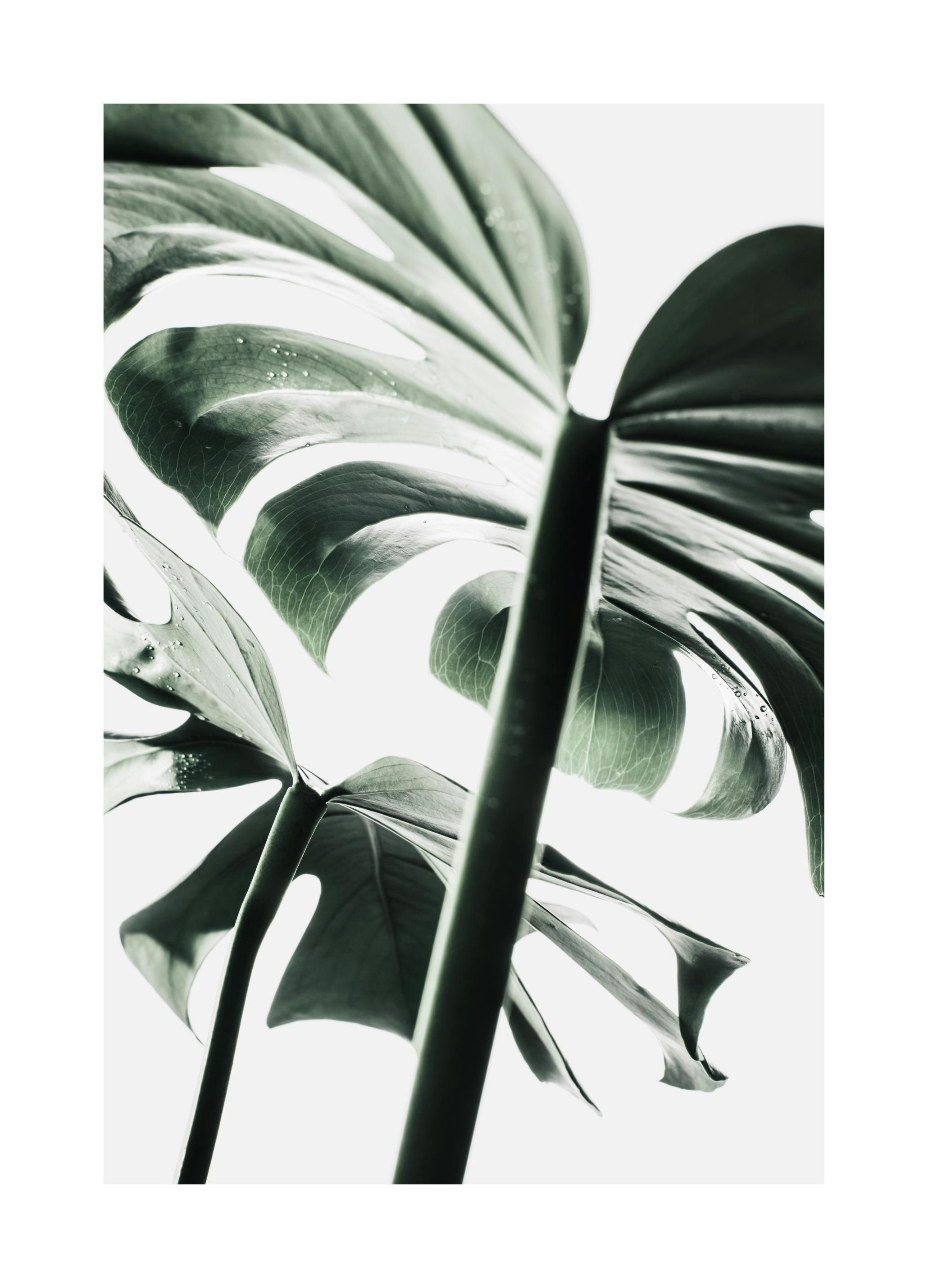 Monstera Pair Poster (21x30 cm) - Poster Store