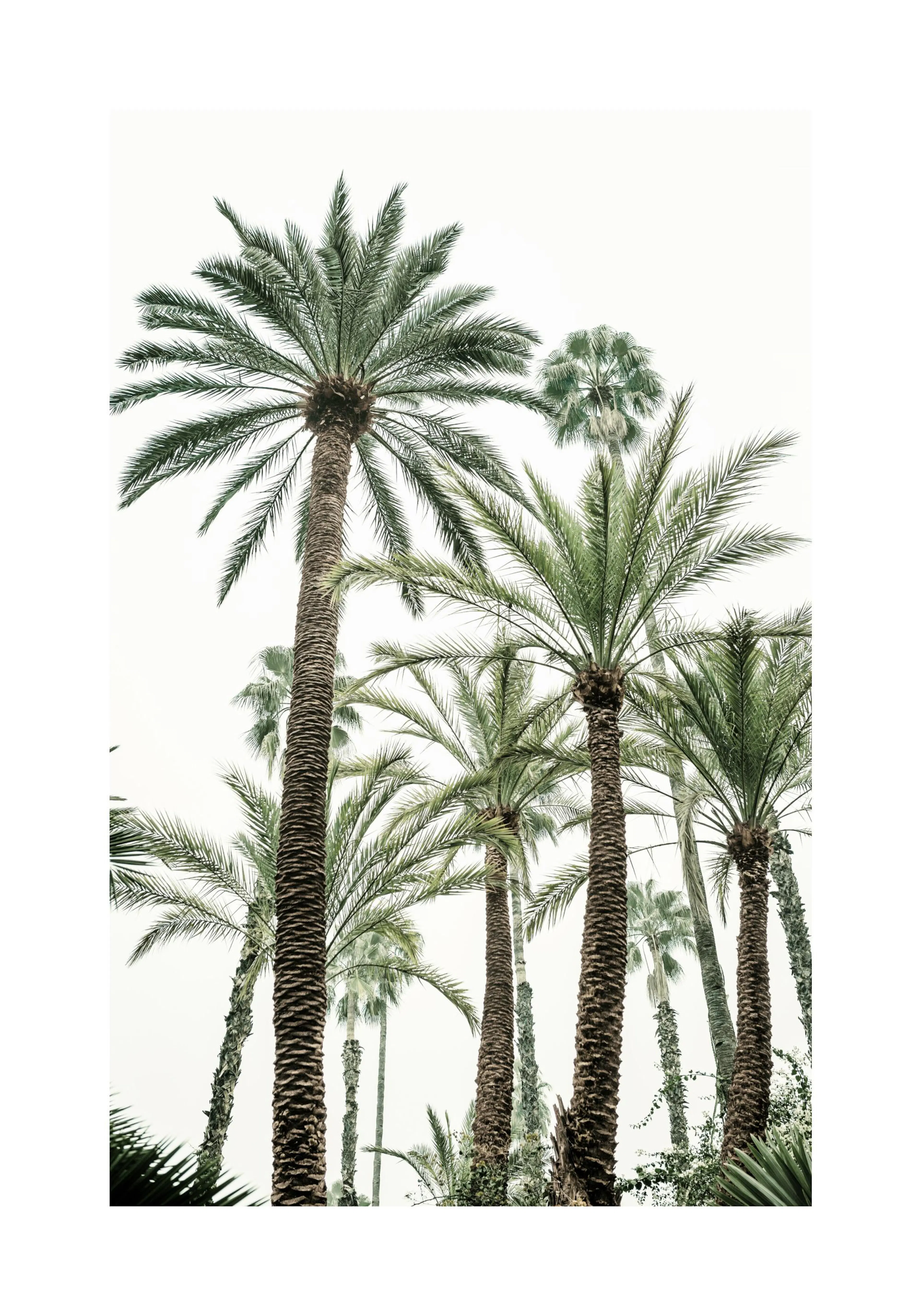 A poster featuring tall palm trees with green fronds and textured brown trunks against a bright, clear sky.