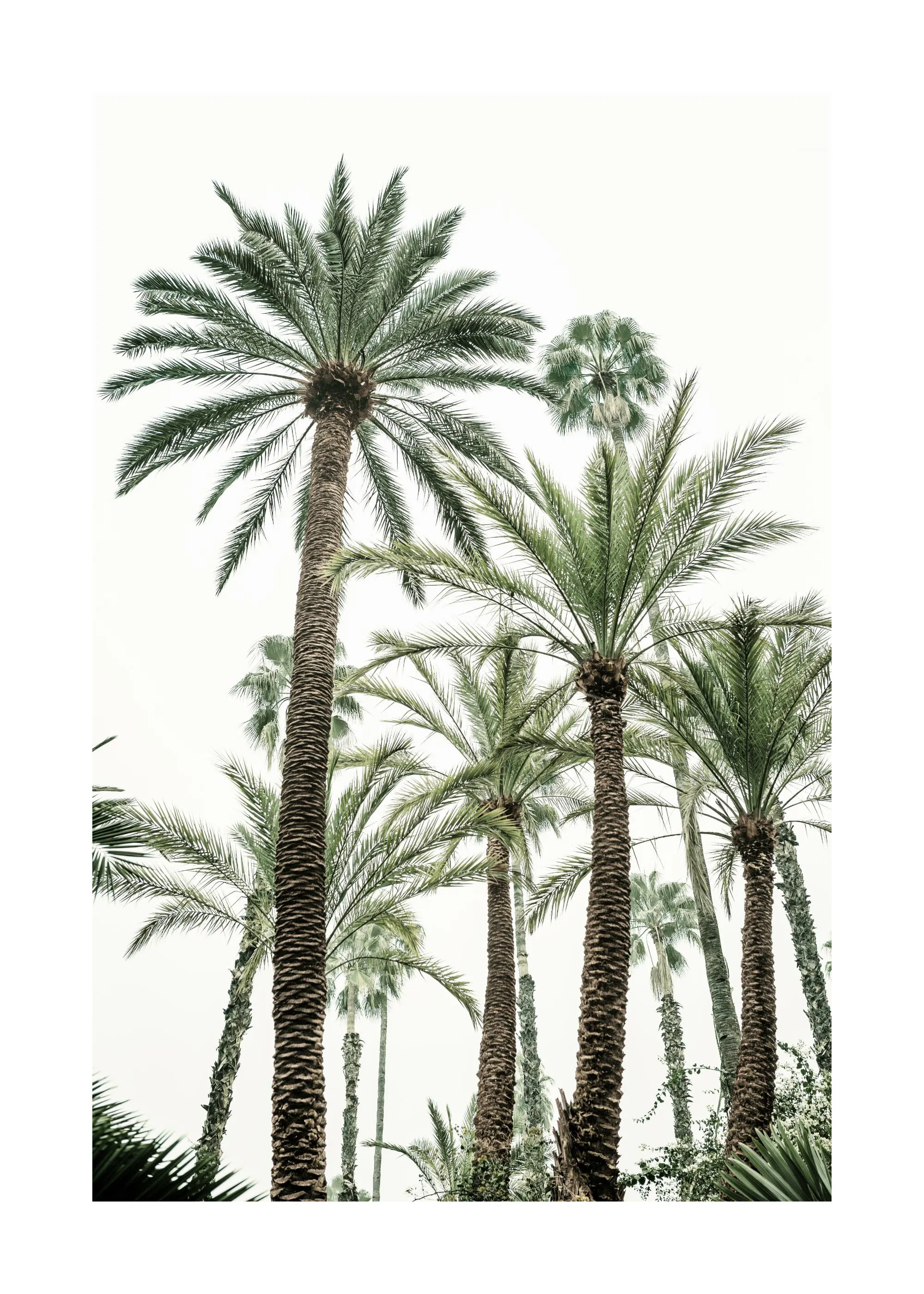 Poster mit einer Gruppe von Palmen mit grünen Wedeln und braunen Stämmen vor einem hellen Himmel.
