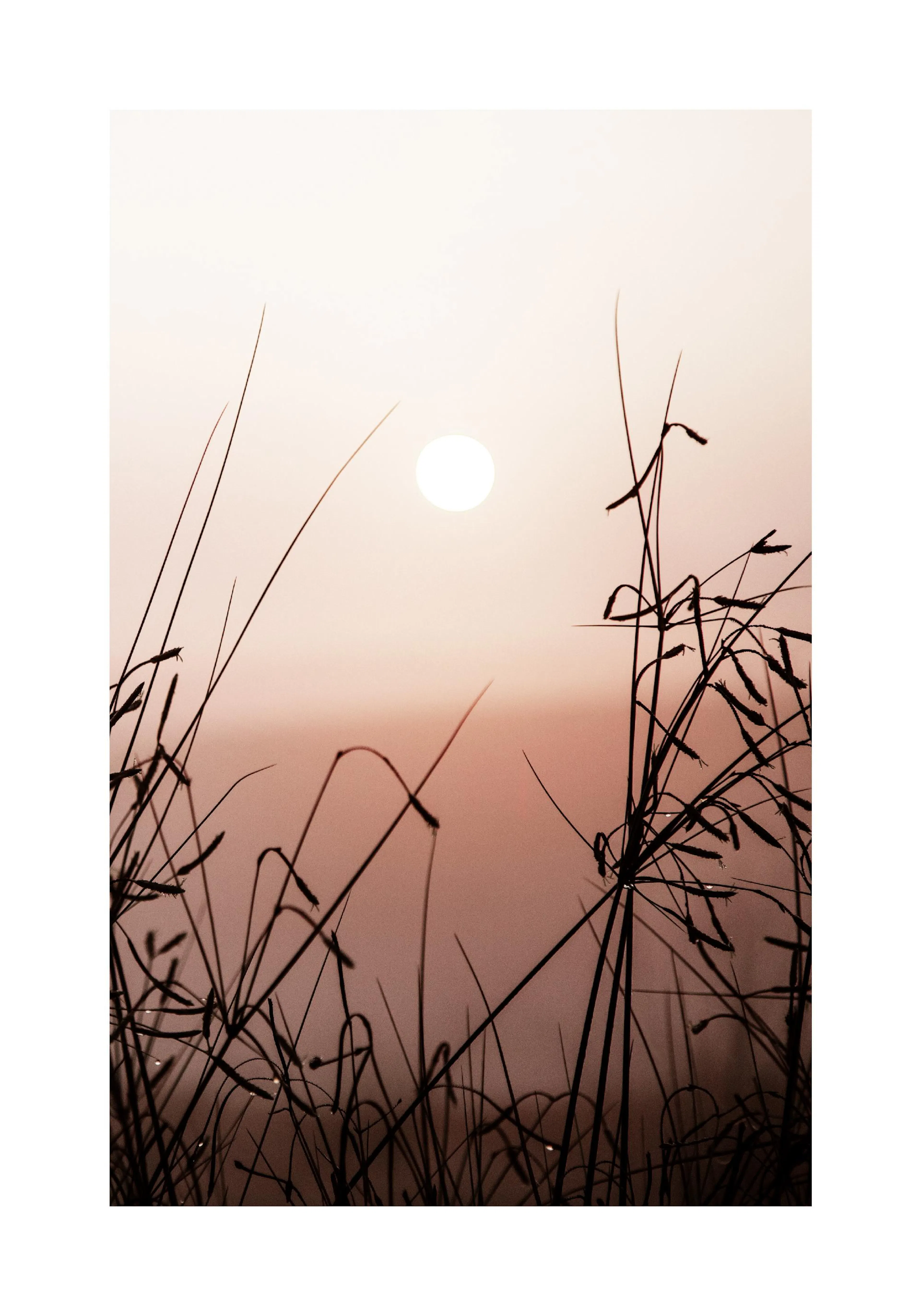 Ein Poster des Sonnenuntergangs mit dunklen Grashalmen im Vordergrund und der Sonne als hellem Kreis am Horizont.