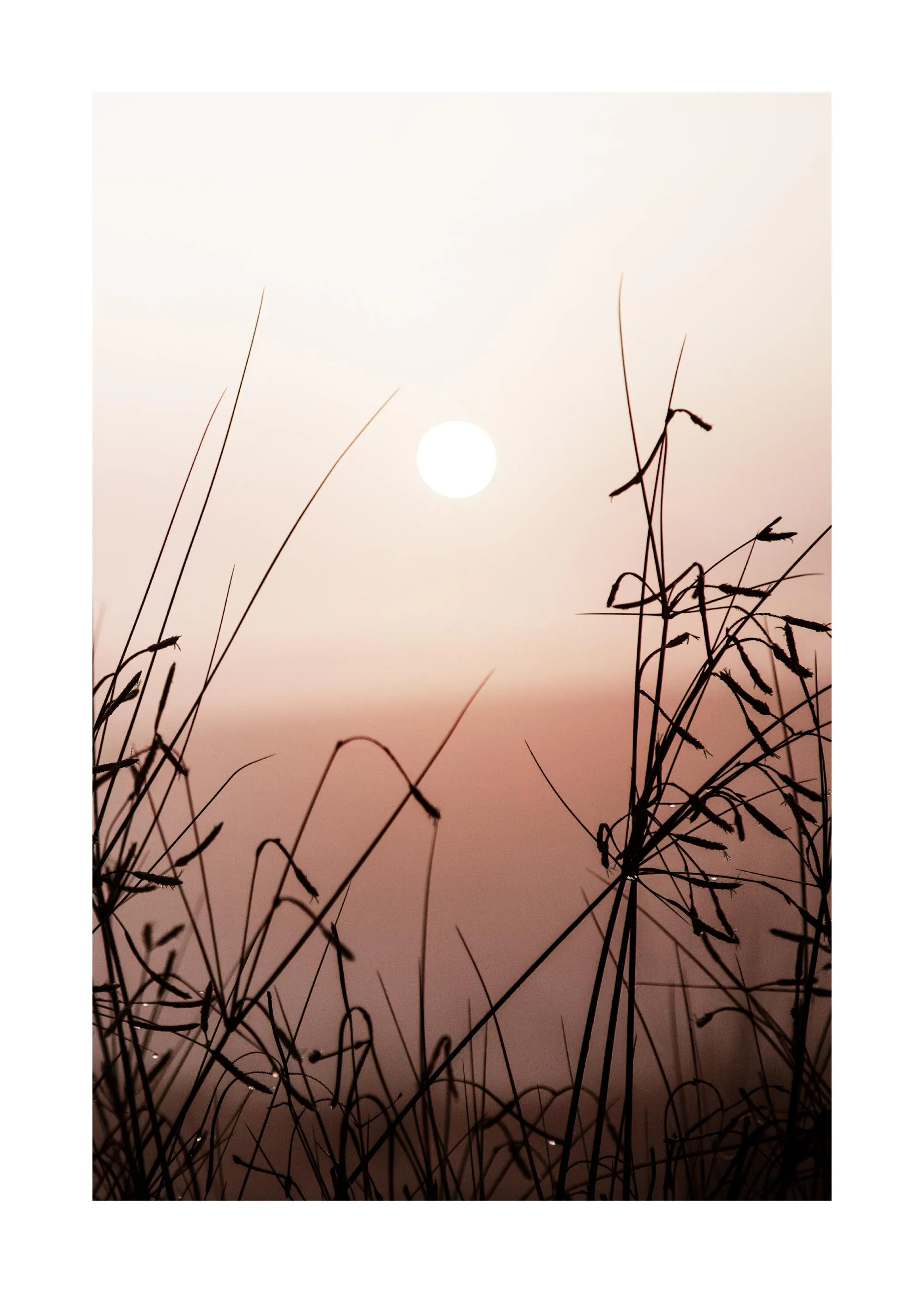 Ein Poster des Sonnenuntergangs mit dunklen Grashalmen im Vordergrund und der Sonne als hellem Kreis am Horizont.