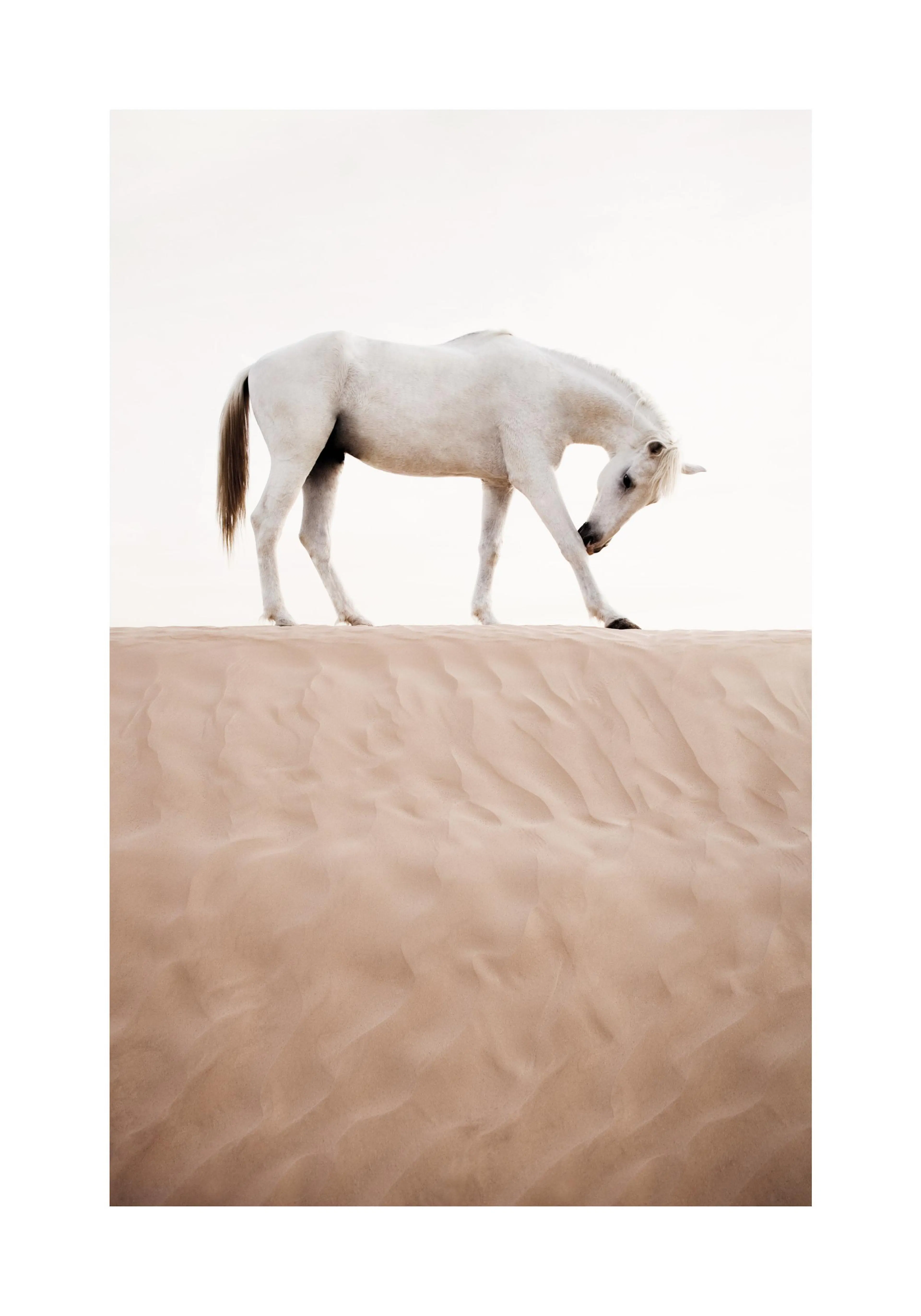 A poster featuring a white horse on a sand dune, looking down with its head bent towards its leg.