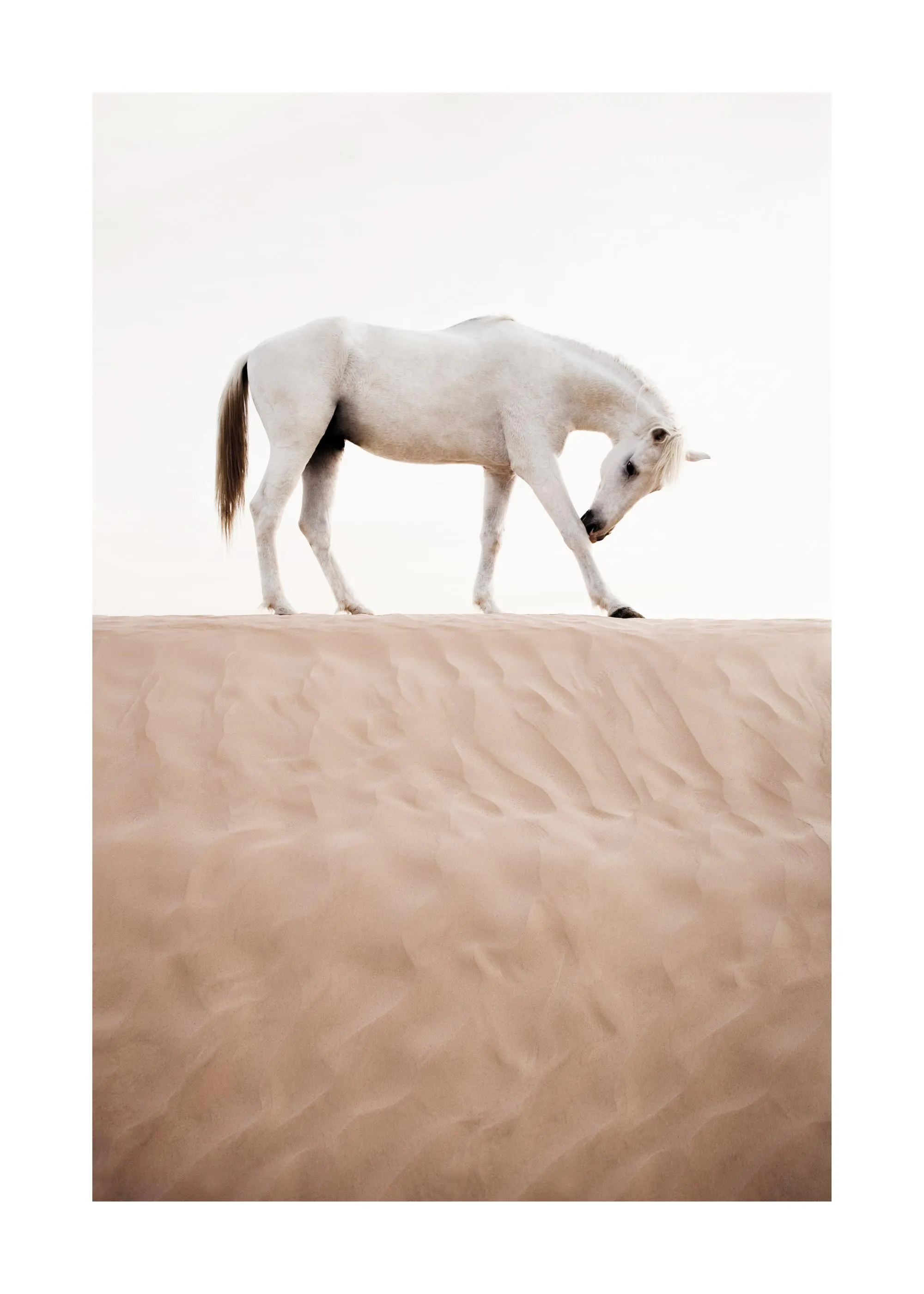 Poster eines weißen Pferdes, das auf einer hohen Düne im Sand steht und seinen Huf hebt.