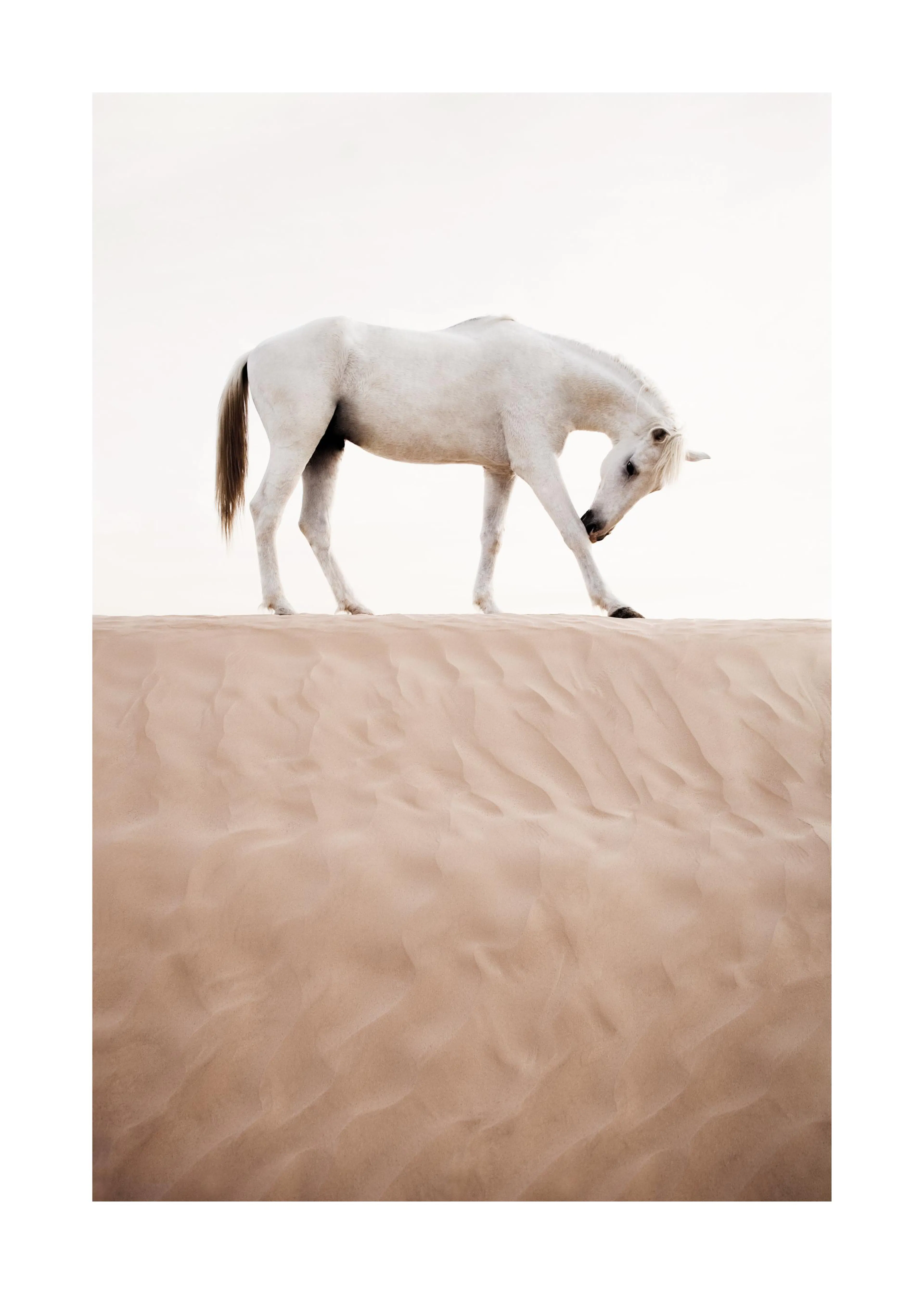 Poster eines weißen Pferdes, das auf einer hohen Düne im Sand steht und seinen Huf hebt.