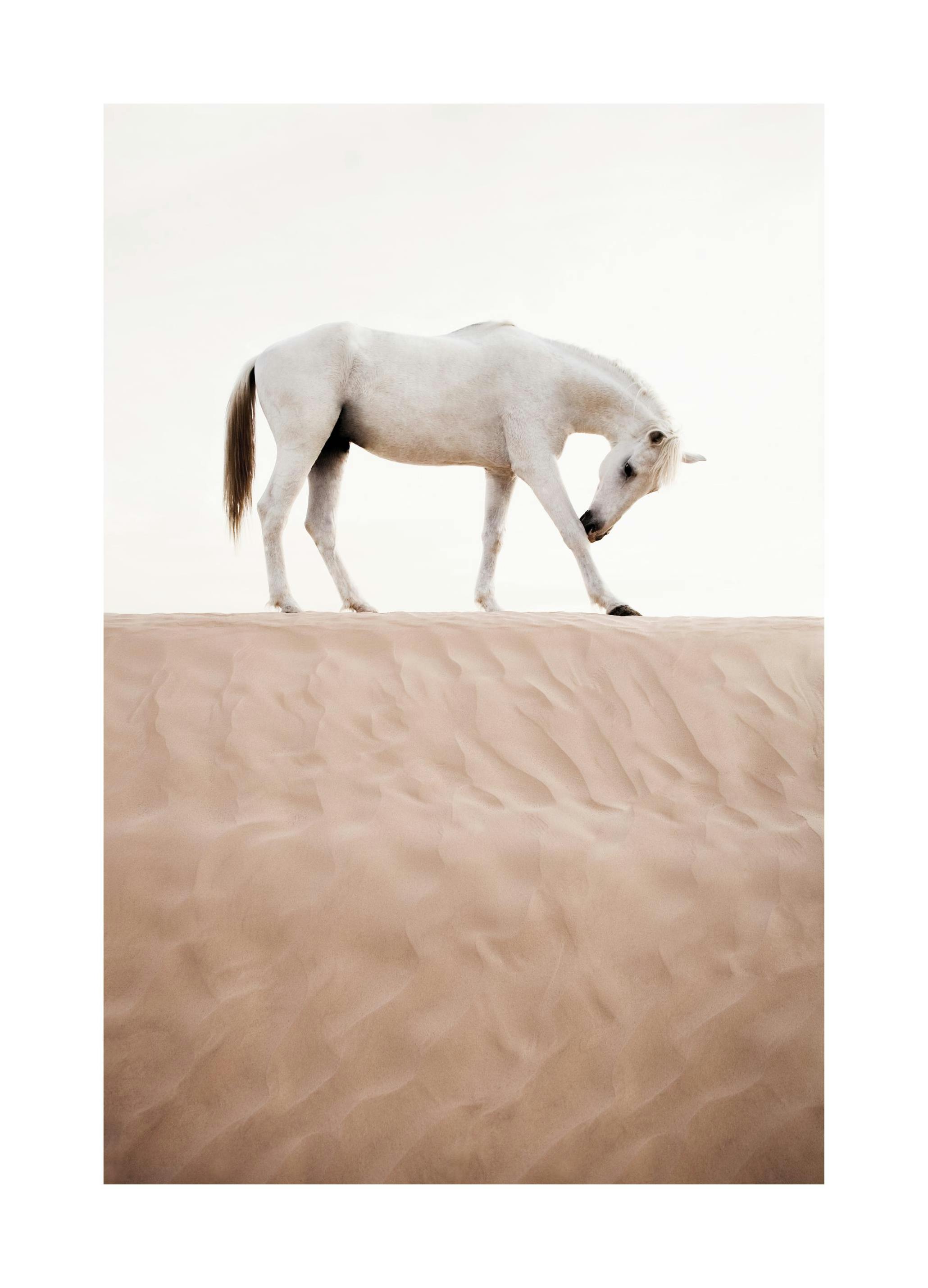 Desert Horse Poster (21x30 cm) - Poster Store