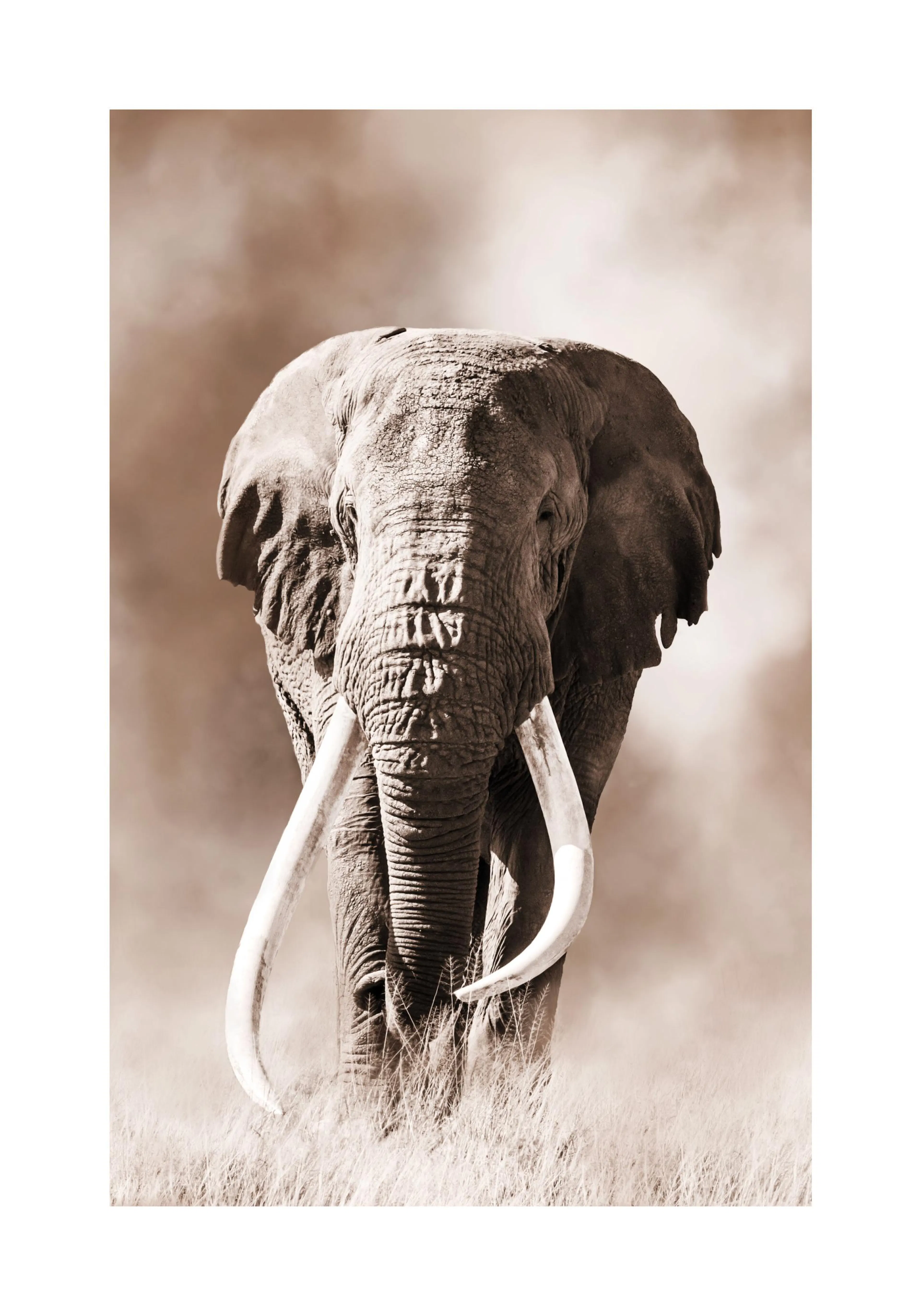 A sepia-toned poster of a large elephant with long tusks walking through tall grass, seen from the front.