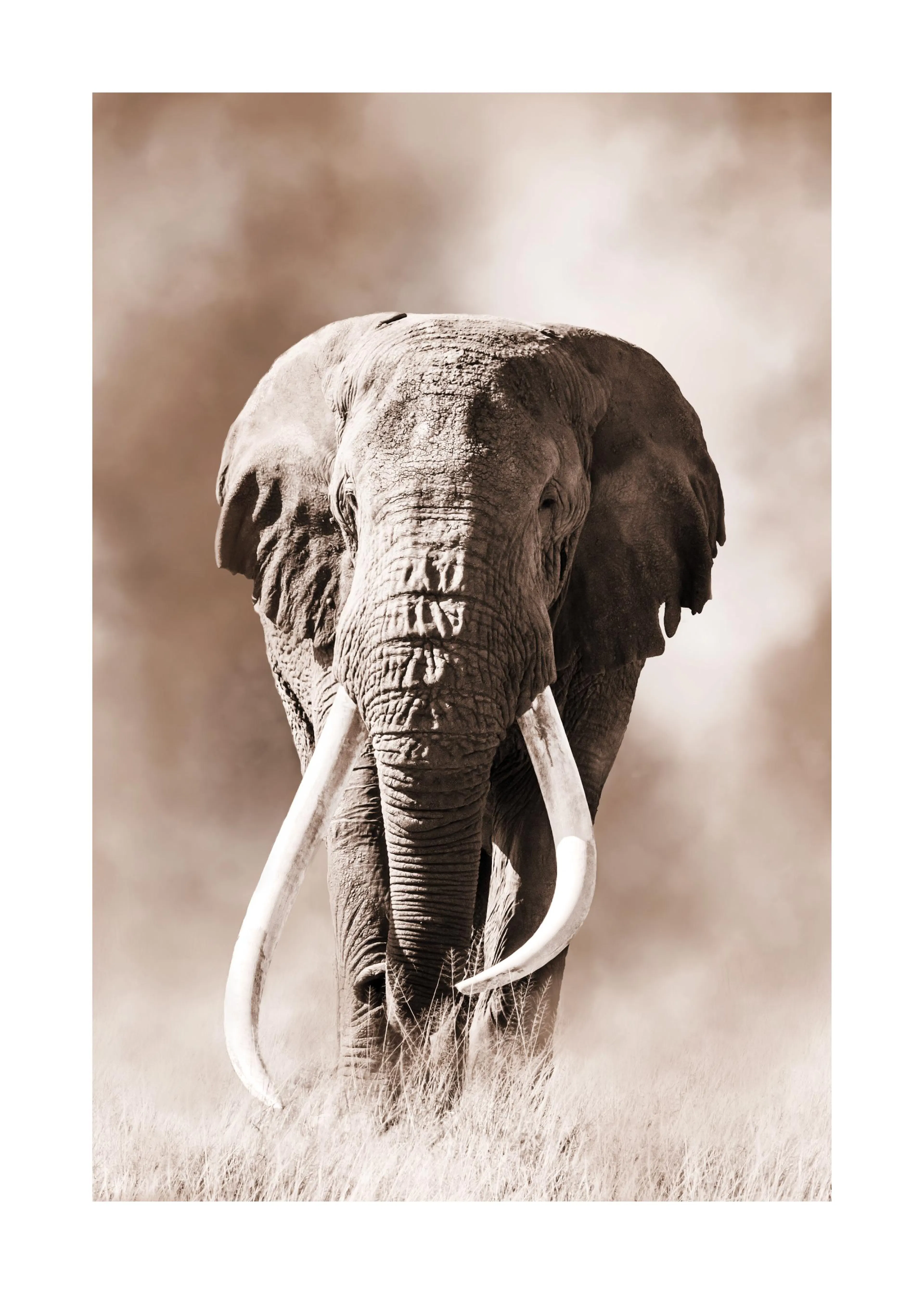 A sepia-toned poster featuring a majestic elephant with large tusks, standing in tall dry grass.
