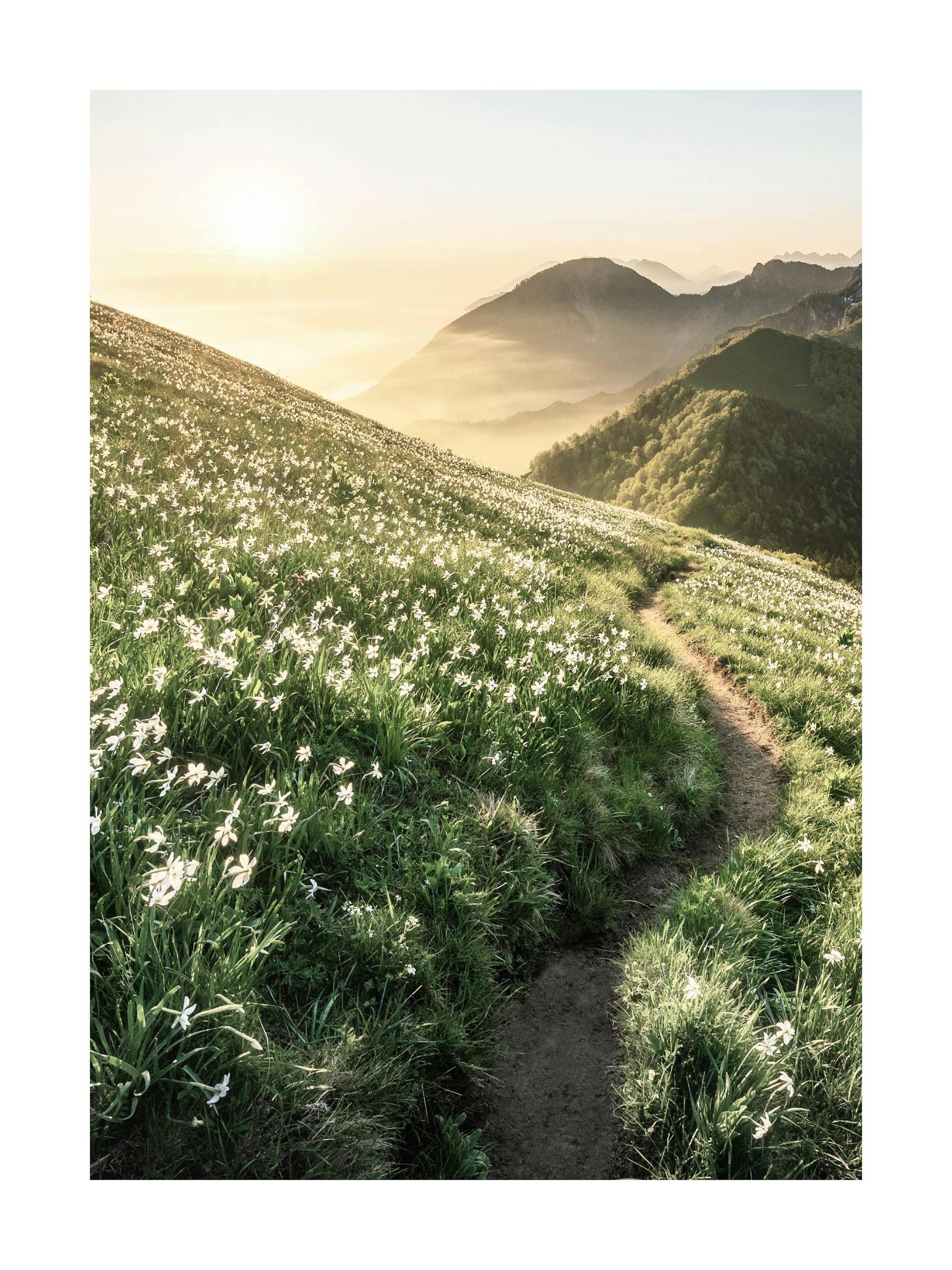 A poster depicting a winding dirt path through a field of white flowers on a hillside, with misty mountains and a bright sun in 