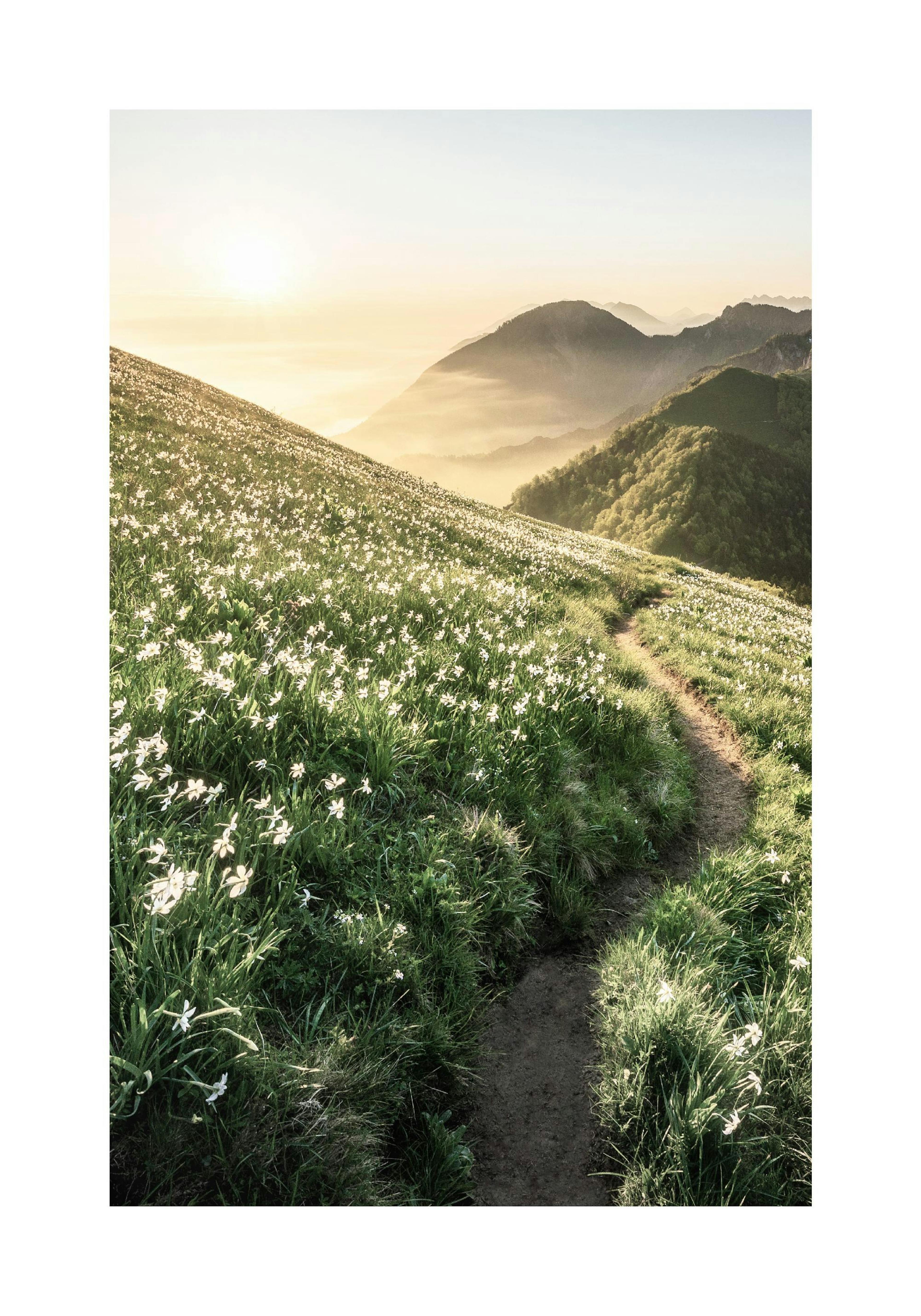 Sunset Path Poster 0