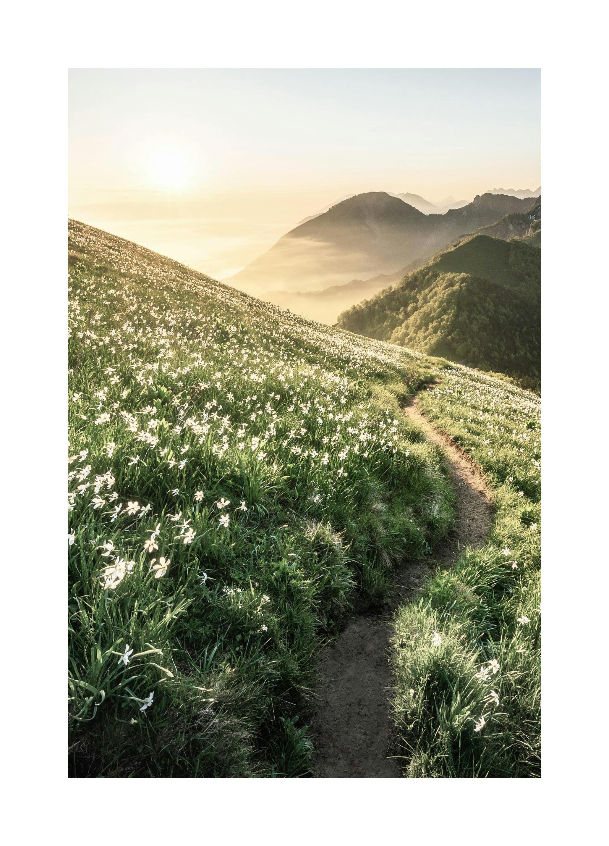Stig i Solnedgång Poster (40x50 cm) - Poster Store