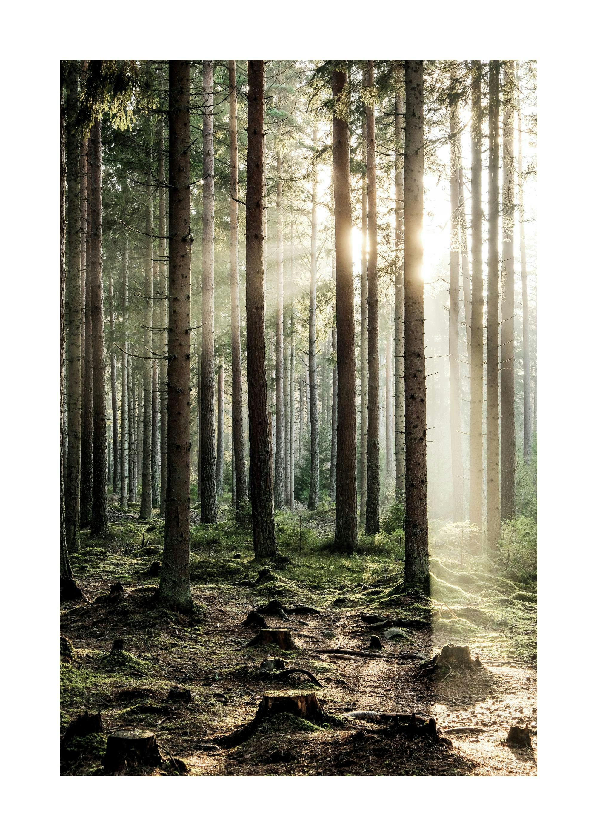 A poster featuring a sunlit forest with tall pine trees and a mossy ground, bathed in golden light.