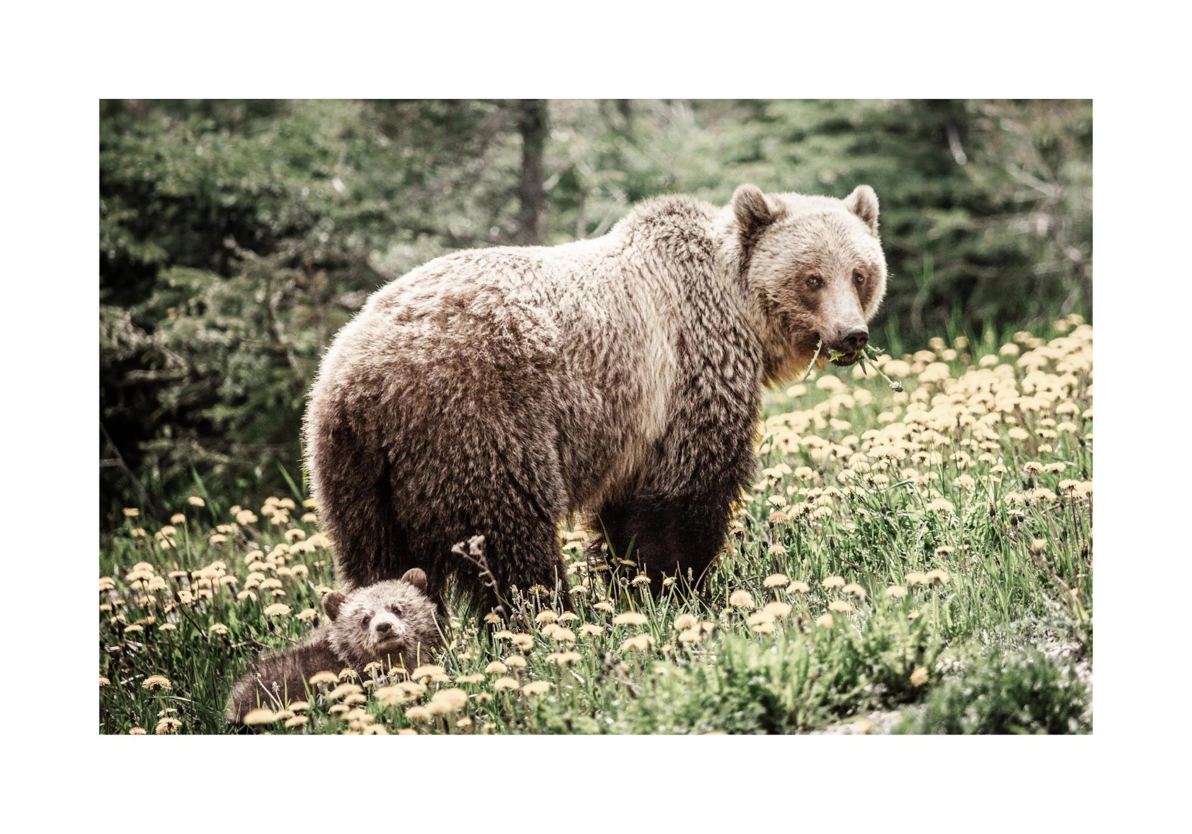 A poster featuring a brown adult grizzly bear and a cub in a field of yellow dandelions and green grass.
