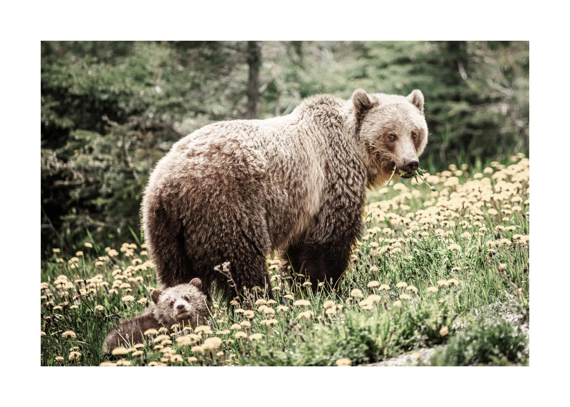 Poster mit einer braunen Grizzlybärin und ihrem Jungen, die in einer Wiese voller gelber Löwenzahnblüten stehen.