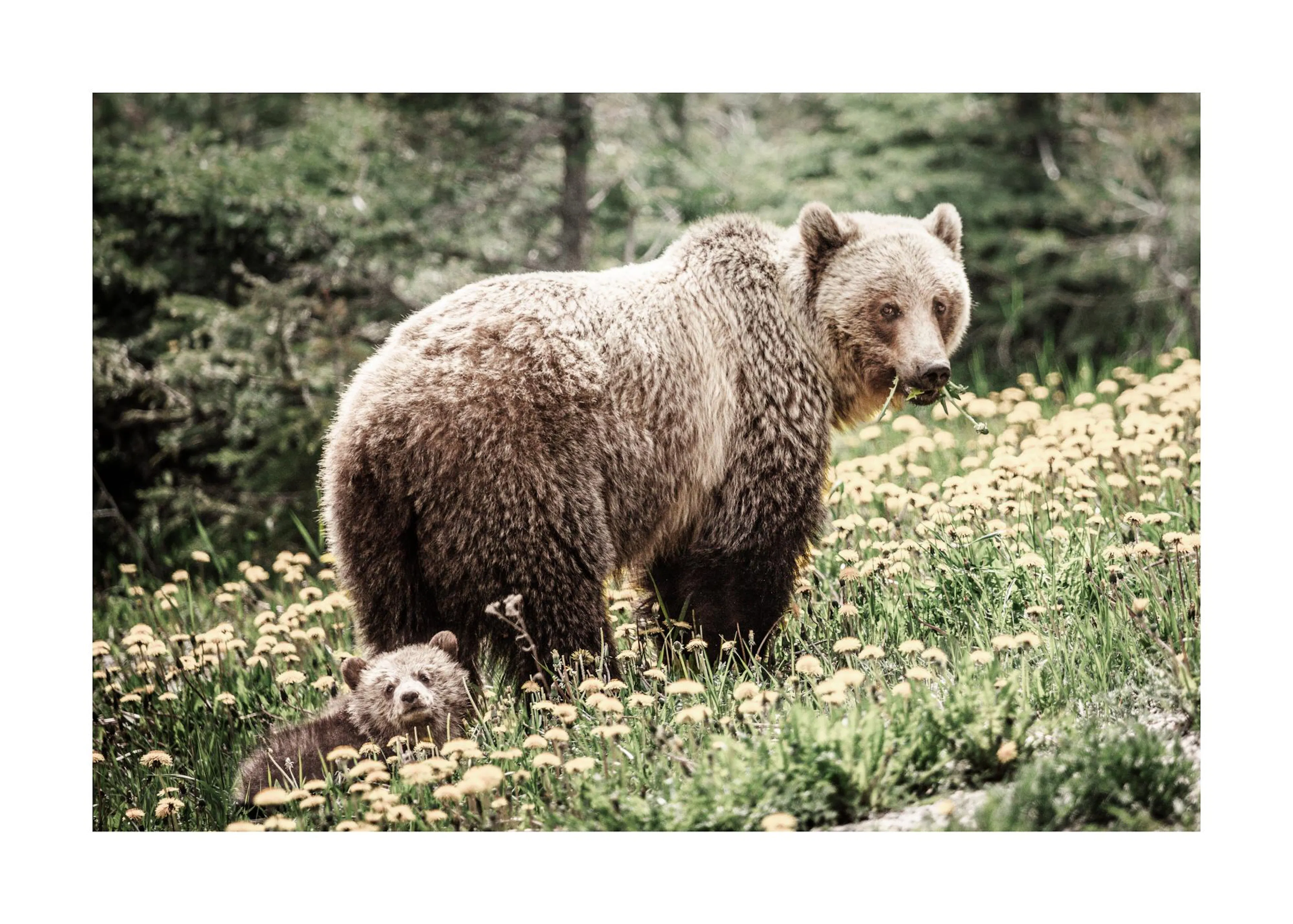 Poster mit einer braunen Grizzlybärin und ihrem Jungen, die in einer Wiese voller gelber Löwenzahnblüten stehen.