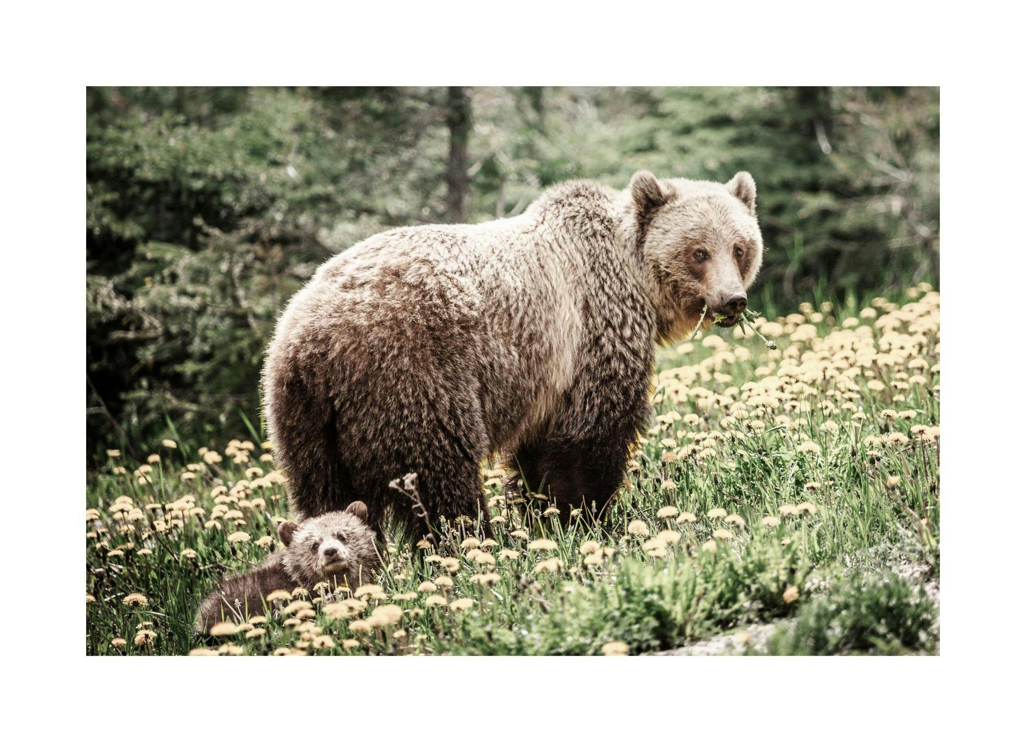 Bear Family Poster (50x70 cm) - Poster Store