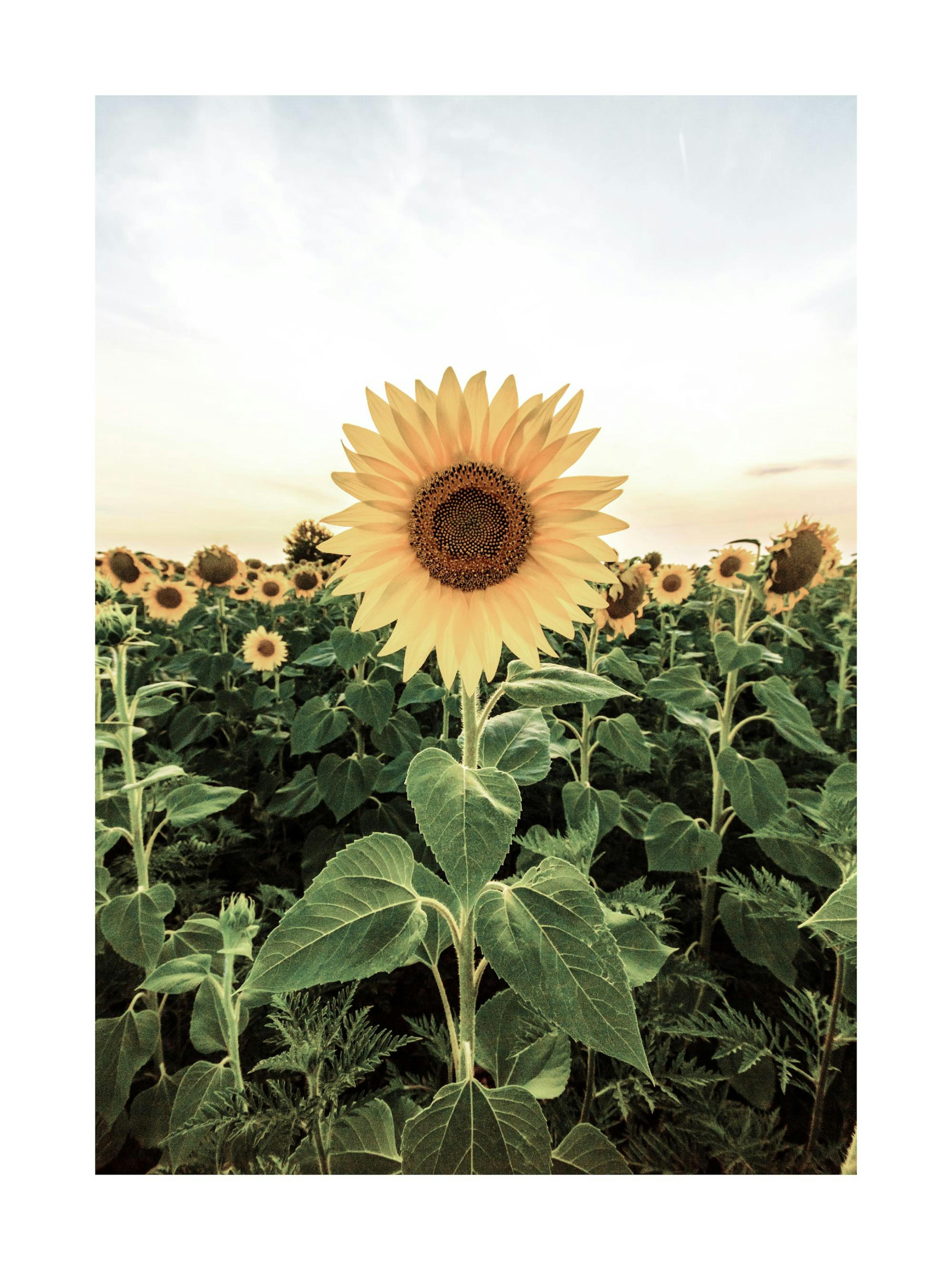 Product image: 1