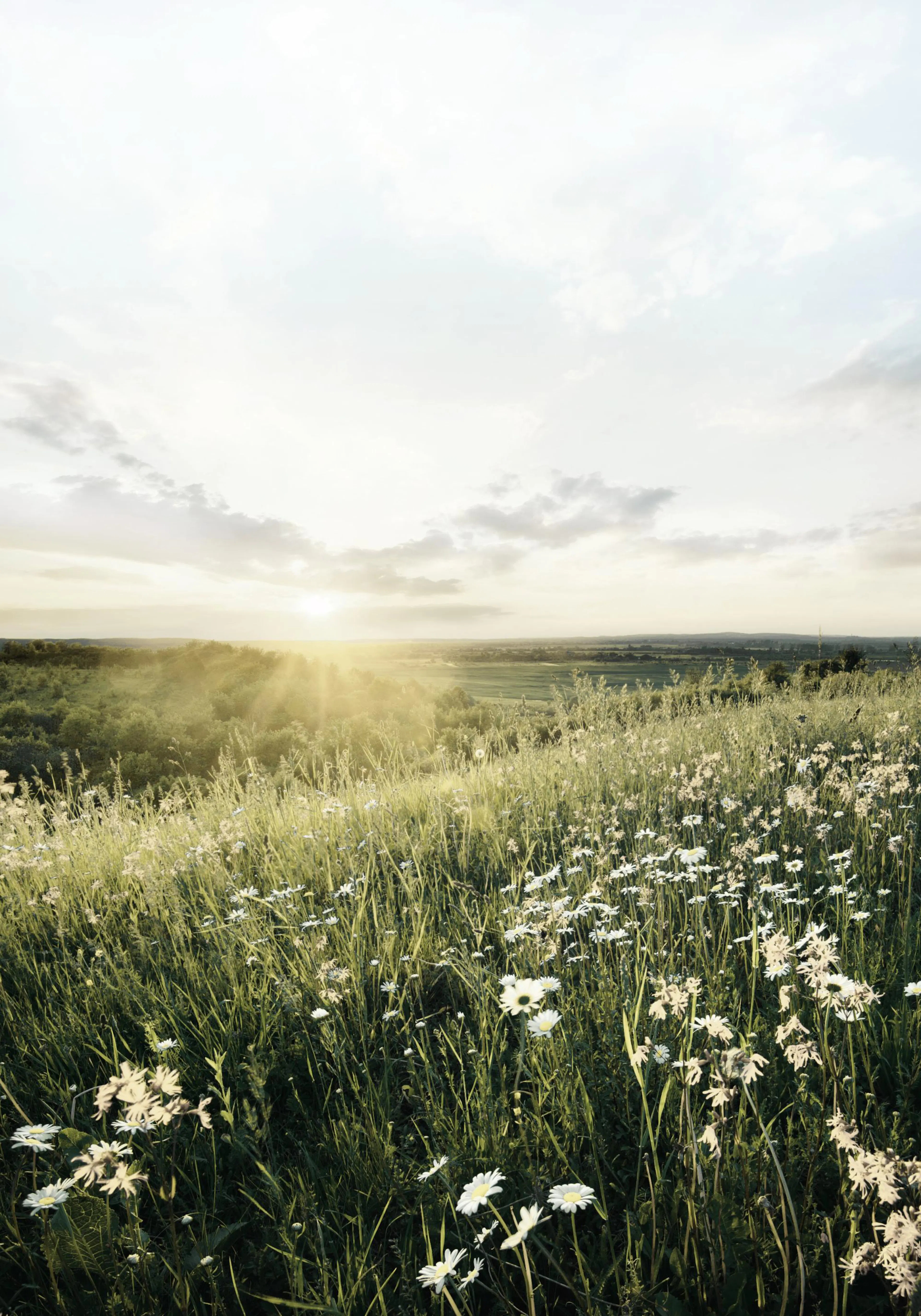 A poster featuring a sunlit field with white daisies and green grass under a bright sky at sunset.