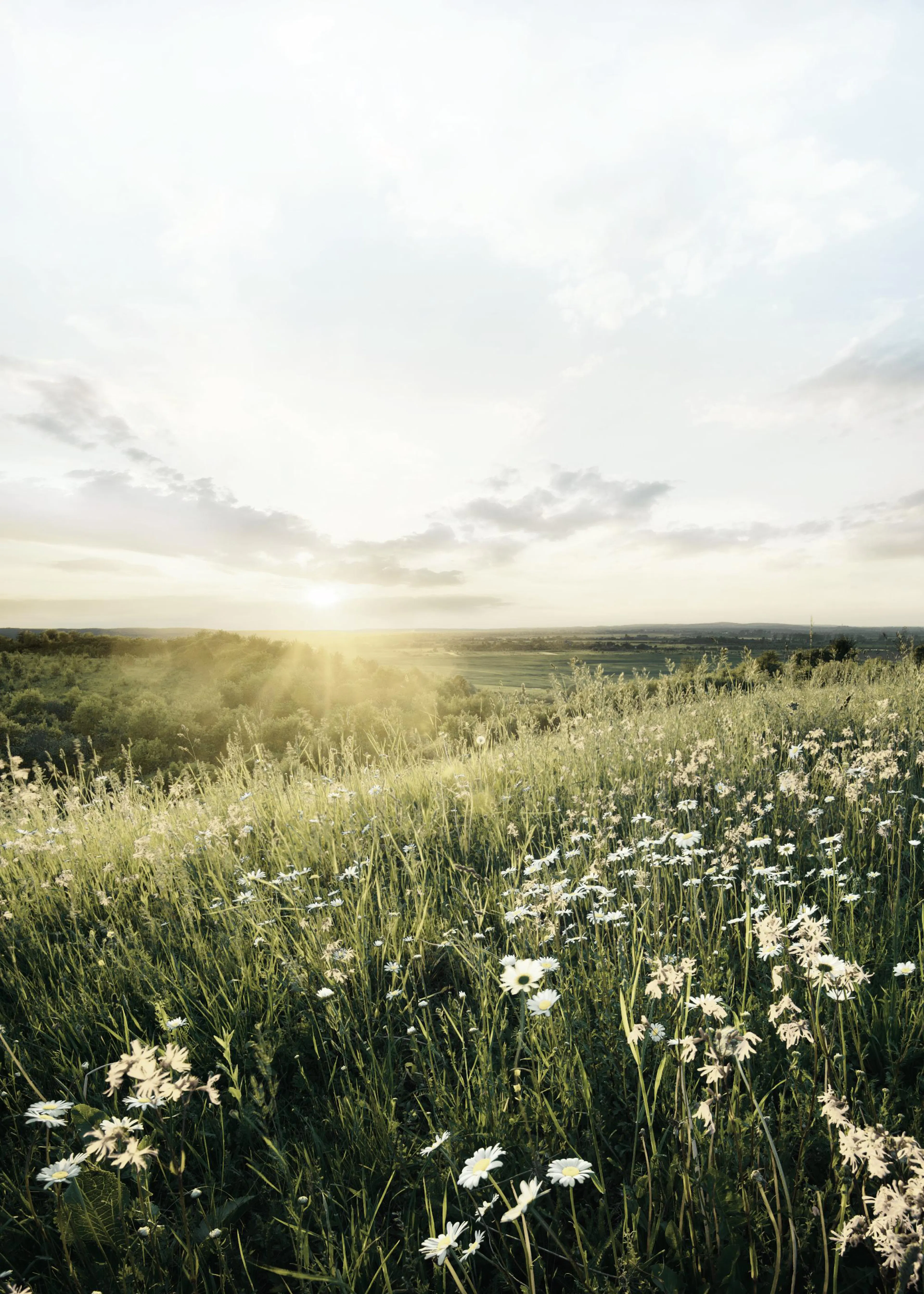 Poster: Sonnenuntergang über einem Feld mit grünen Gräsern und weißen Gänseblümchen.