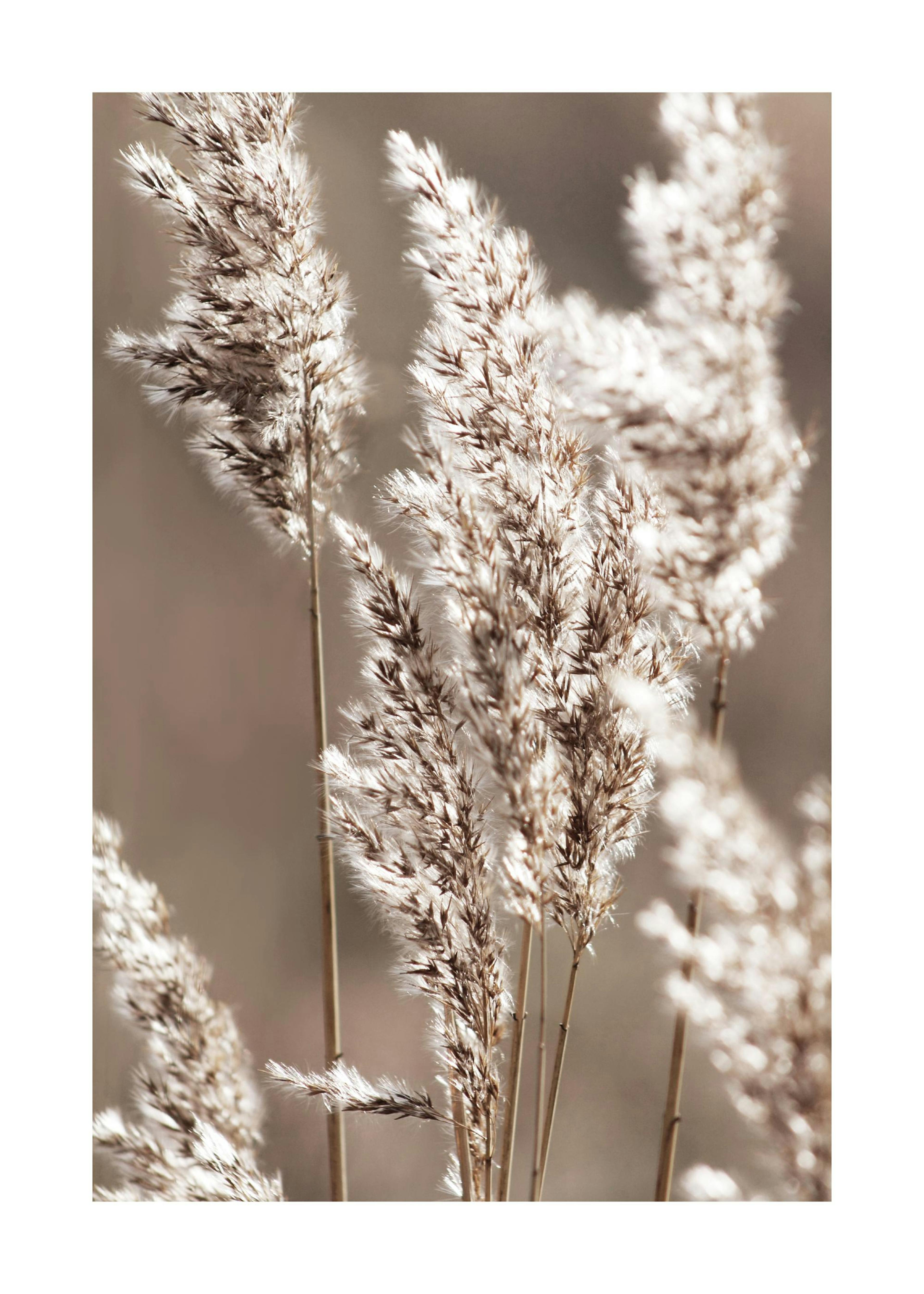 Autumn Meadow Poster 0