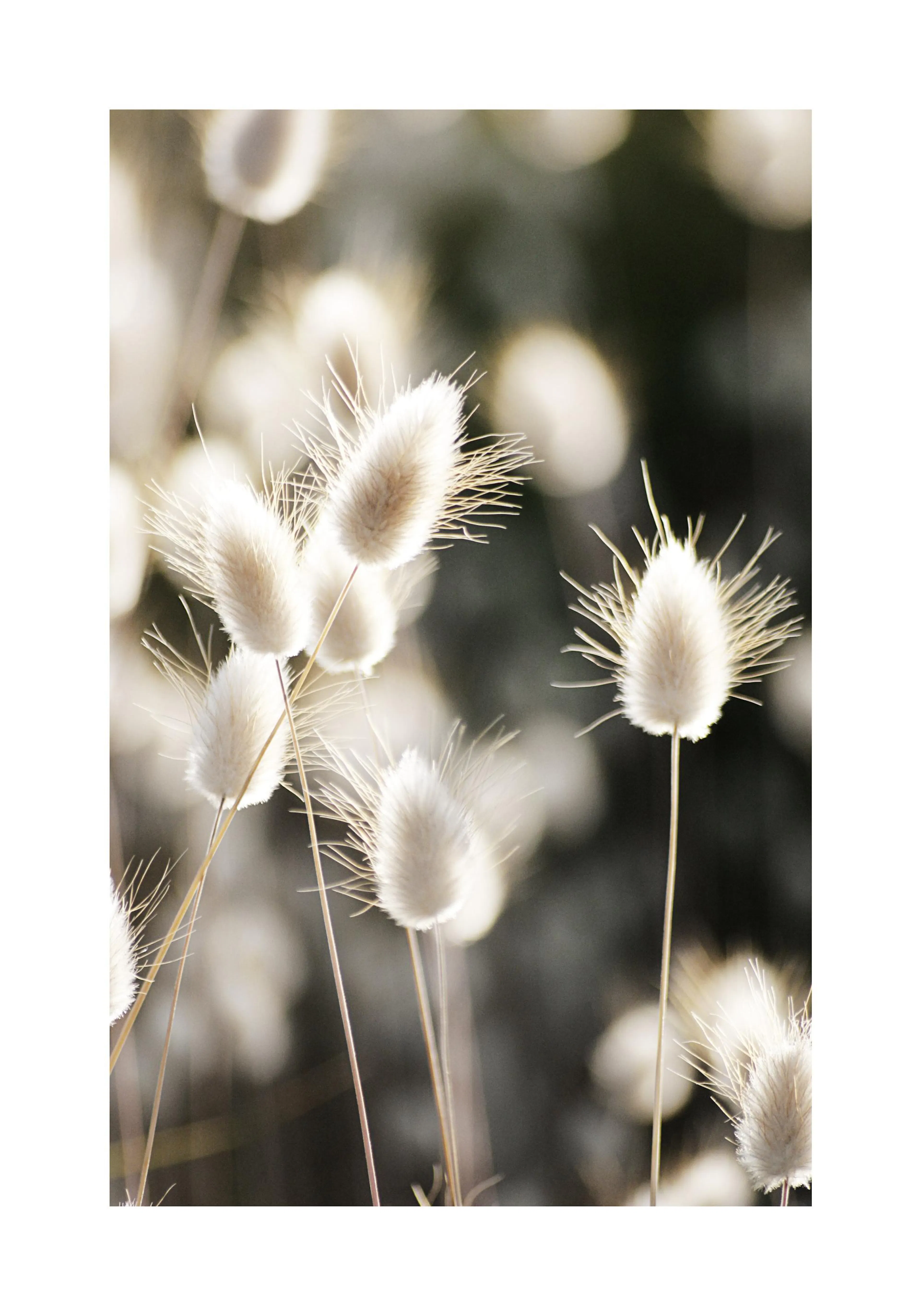 明るい背景に白いふわふわしたラグラスが複数写されたクローズアップのポスター。柔らかな光が差し込んでいる。