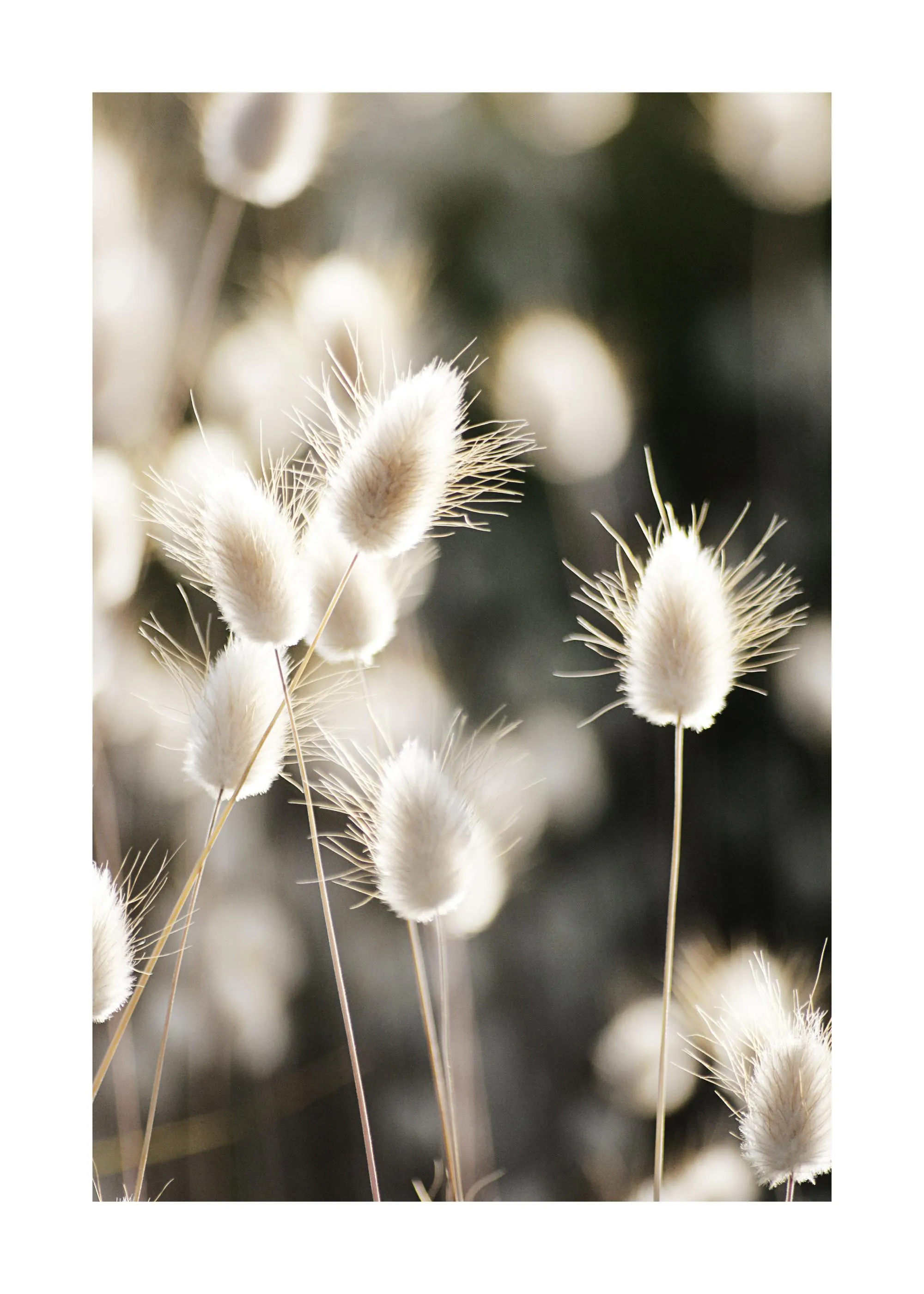A poster featuring a close-up of delicate, fluffy white bunny tail grass against a soft, blurred background.