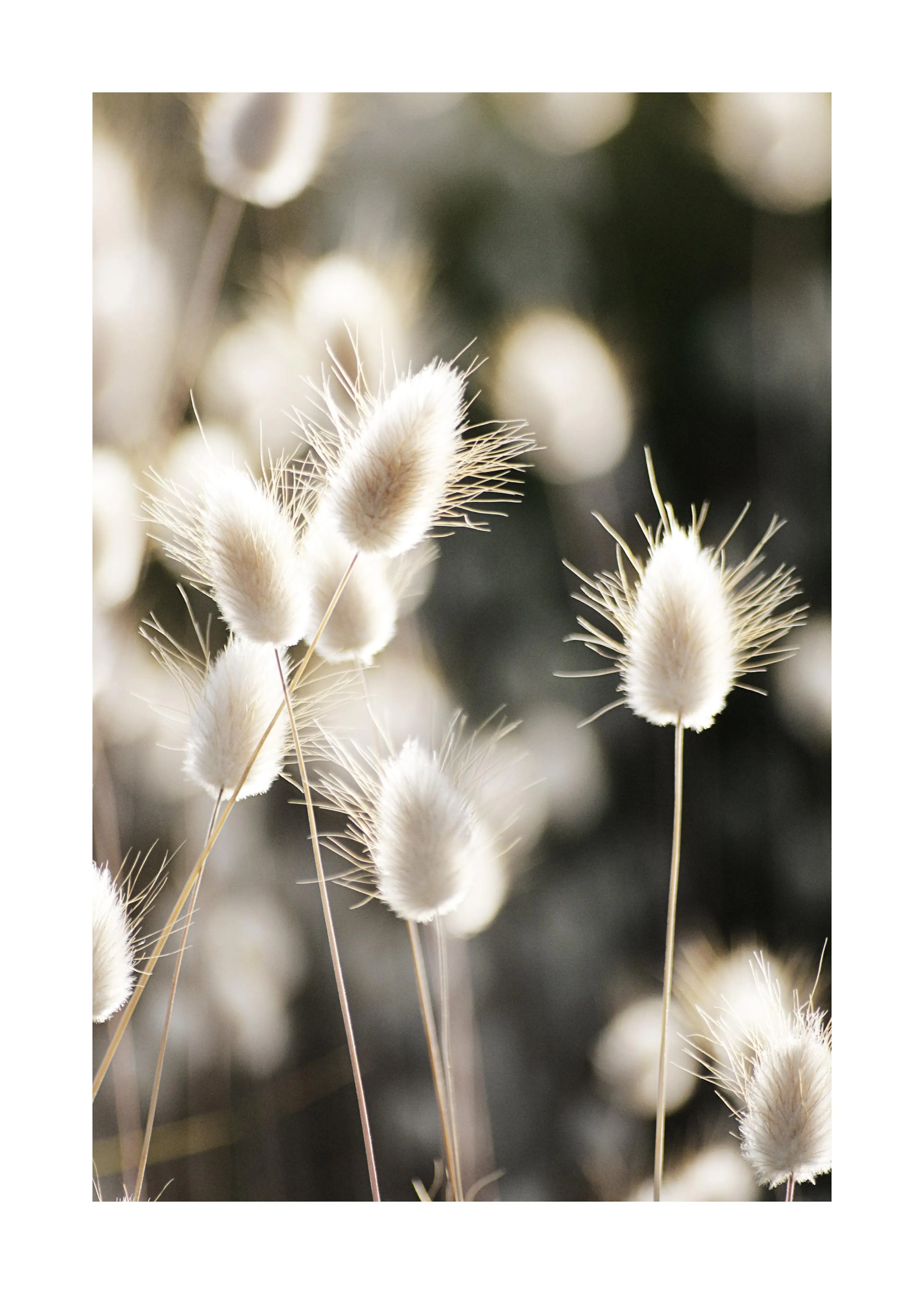 A poster featuring a close-up of delicate, fluffy white bunny tail grass against a soft, blurred background.