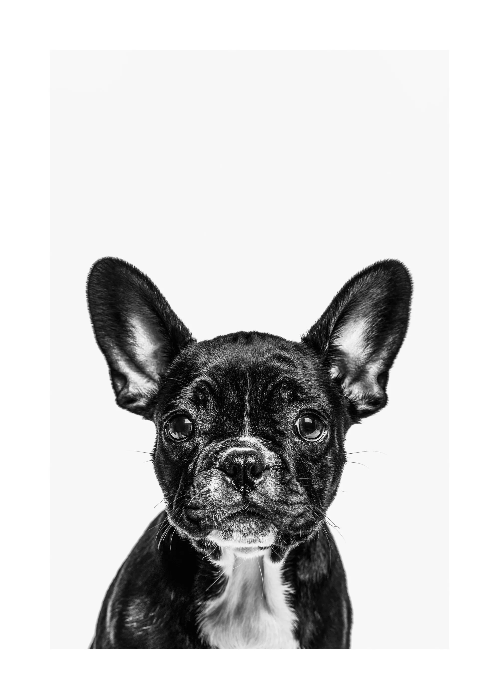 Poster dun chiot bouledogue français noir et blanc regardant vers lavant sur fond blanc.