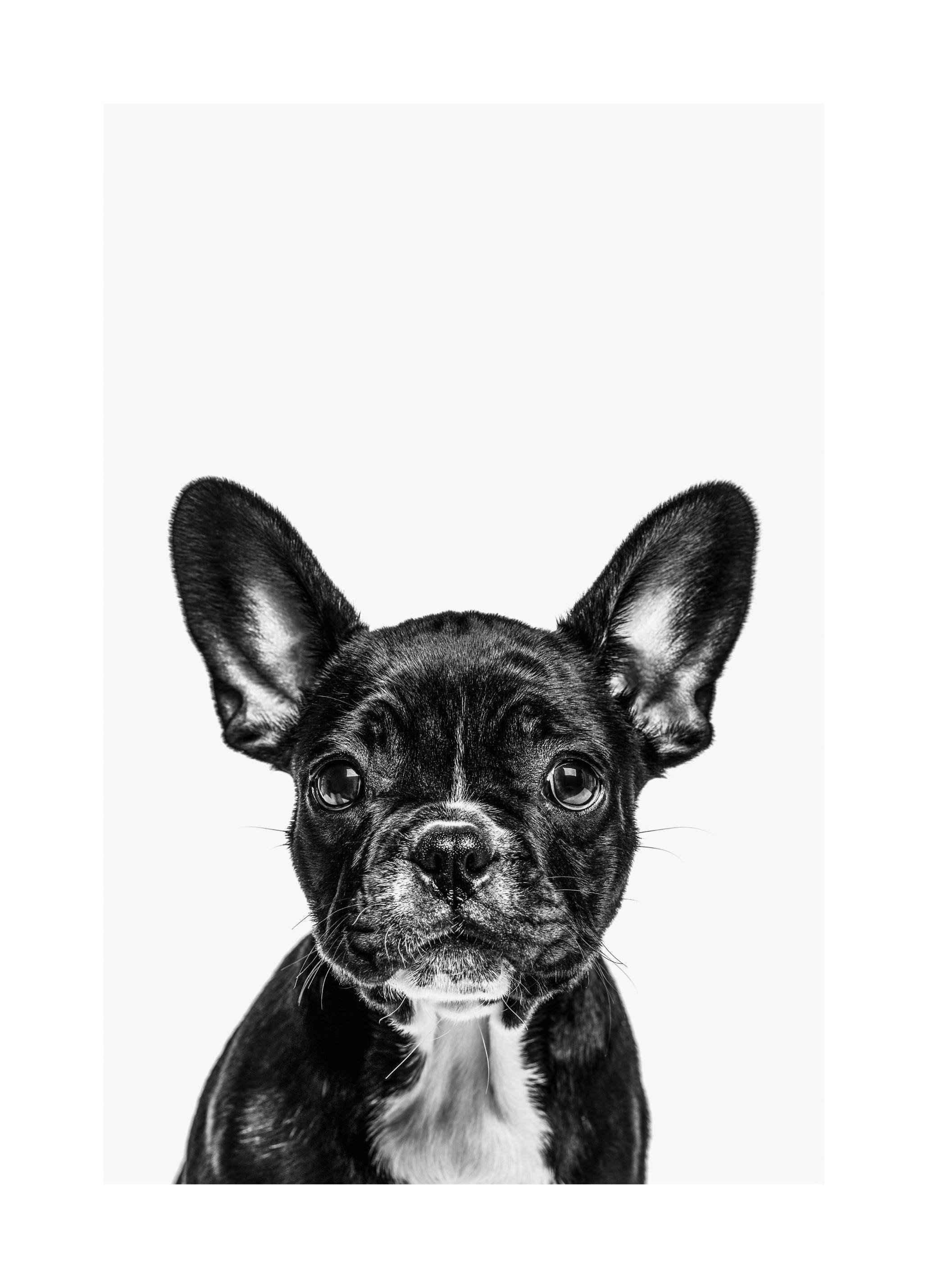 French Bulldog Poster (21x30 cm) - Poster Store