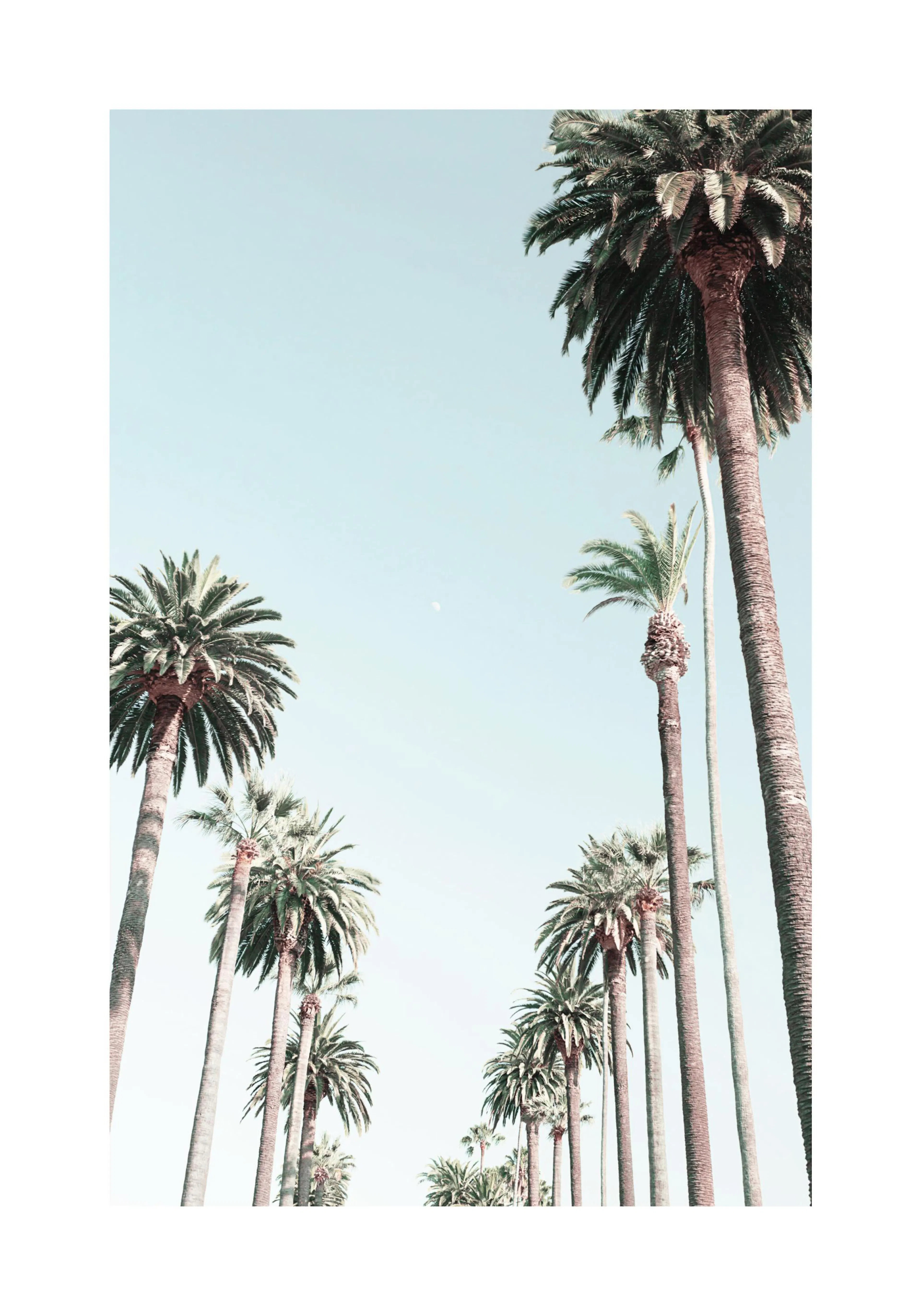 A poster featuring tall palm trees against a pale blue sky, with a subtle moon visible.