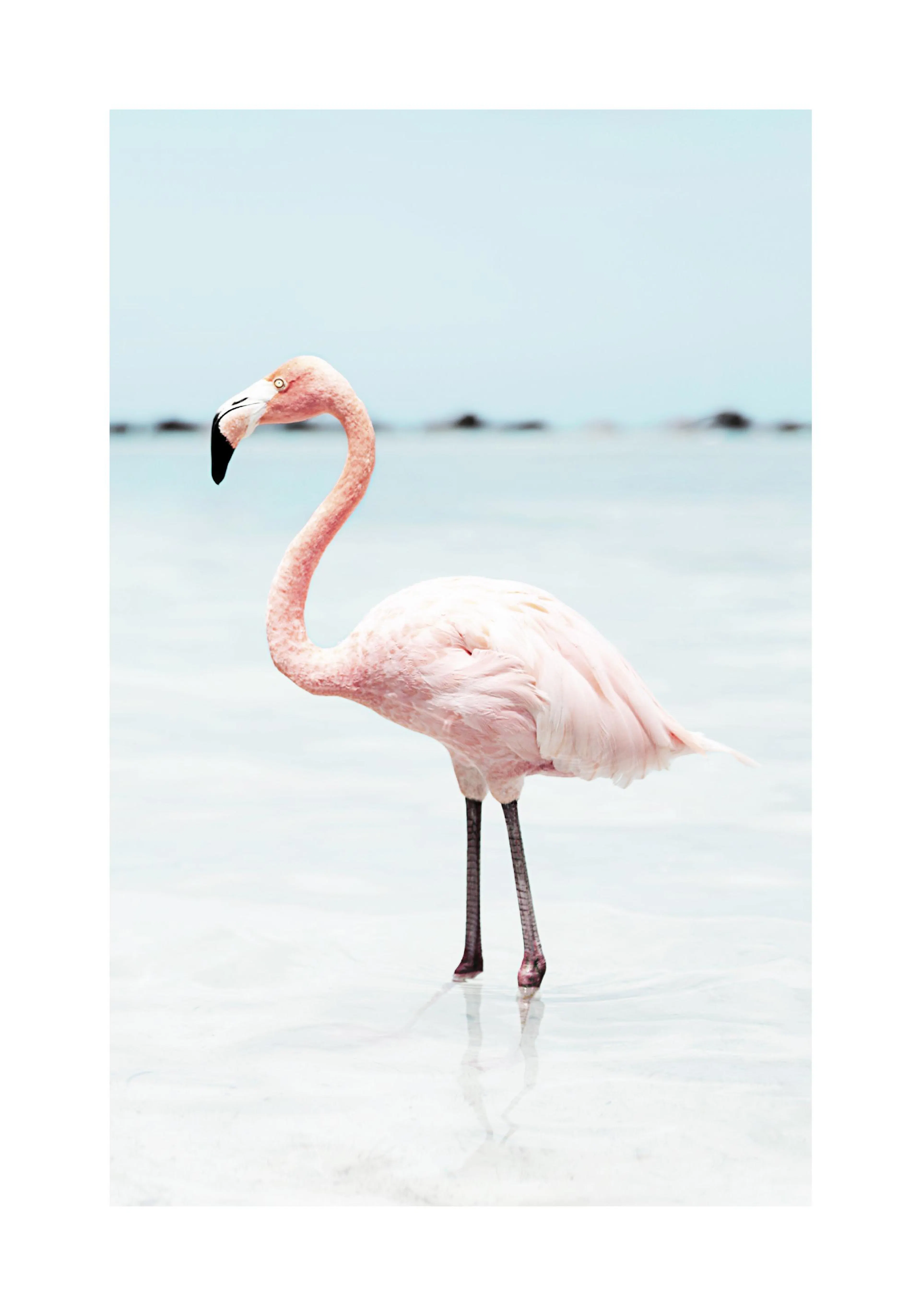 A poster featuring a pink flamingo standing in shallow, clear blue water, with light blue sky in the background.
