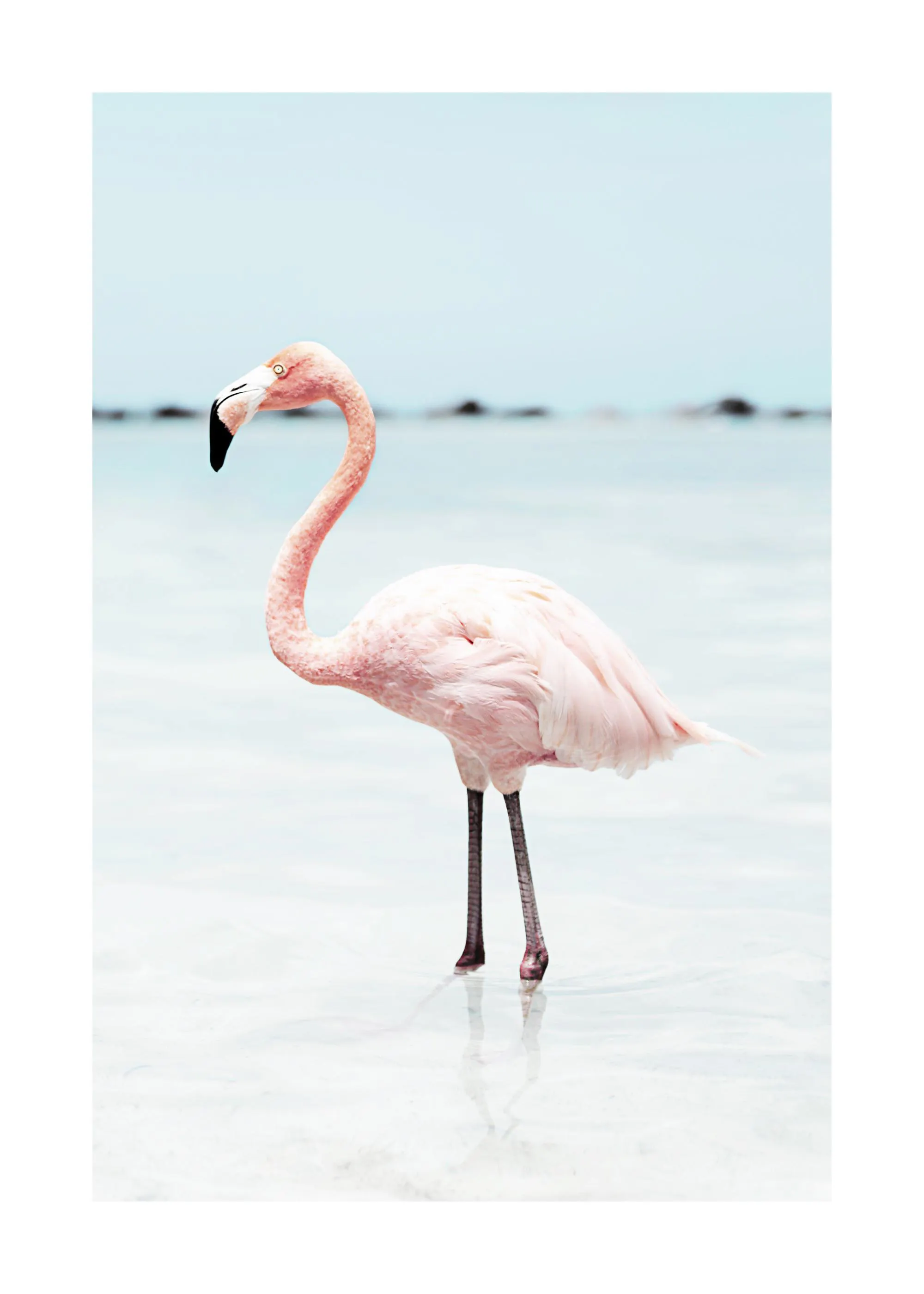 En poster av en rosa flamingo som står i grunt, klart vatten mot en ljusblå himmel.