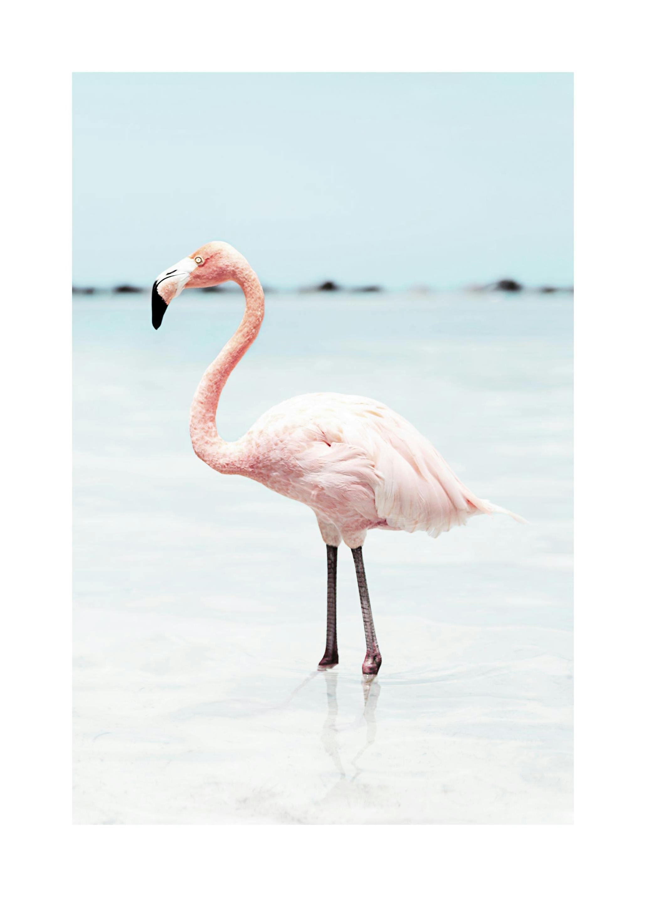 Pink Flamingo Poster (21x30 cm) - Poster Store