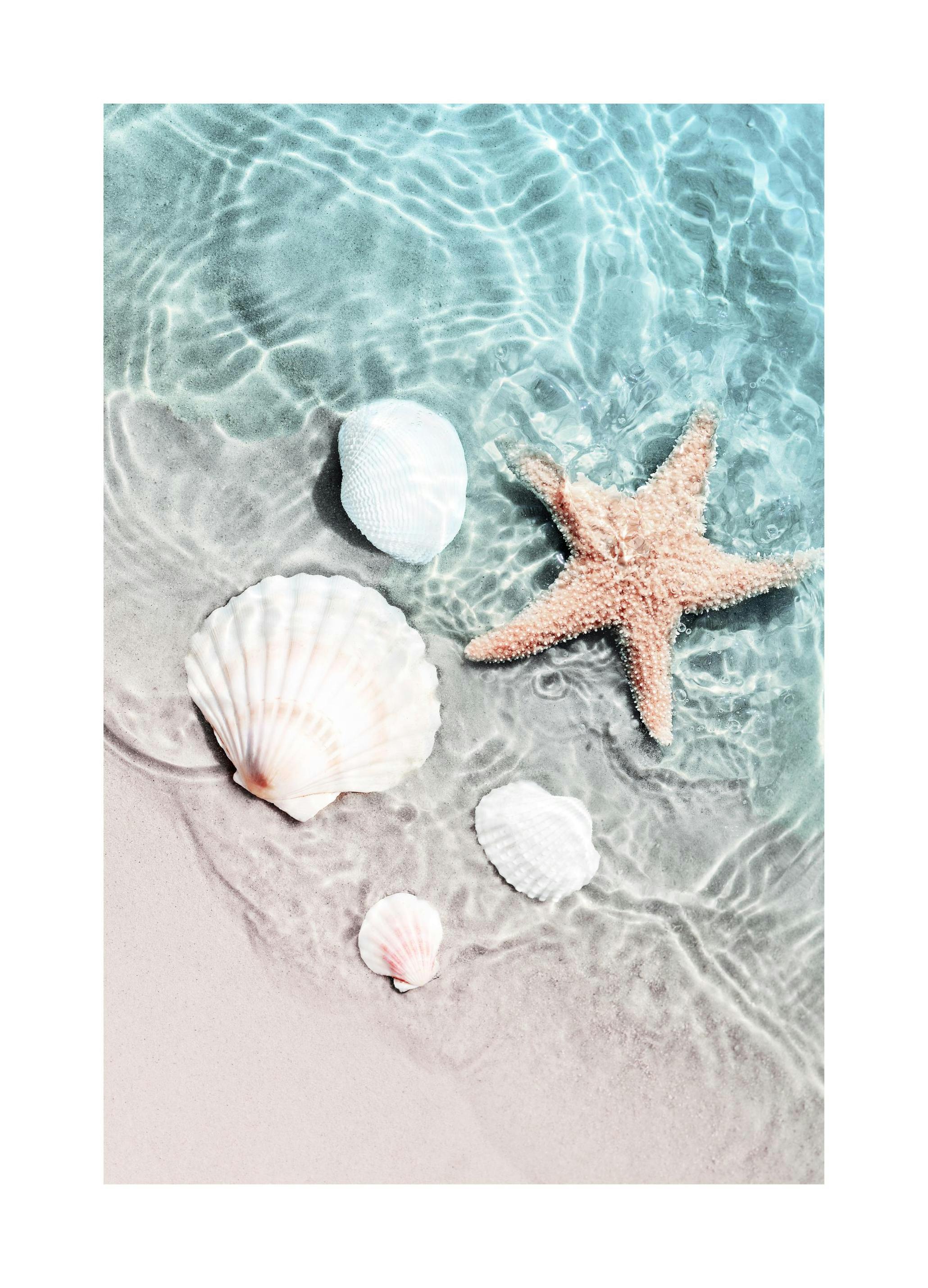 Étoile de Mer et Coquillage Poster (40x50 cm) - Poster Store