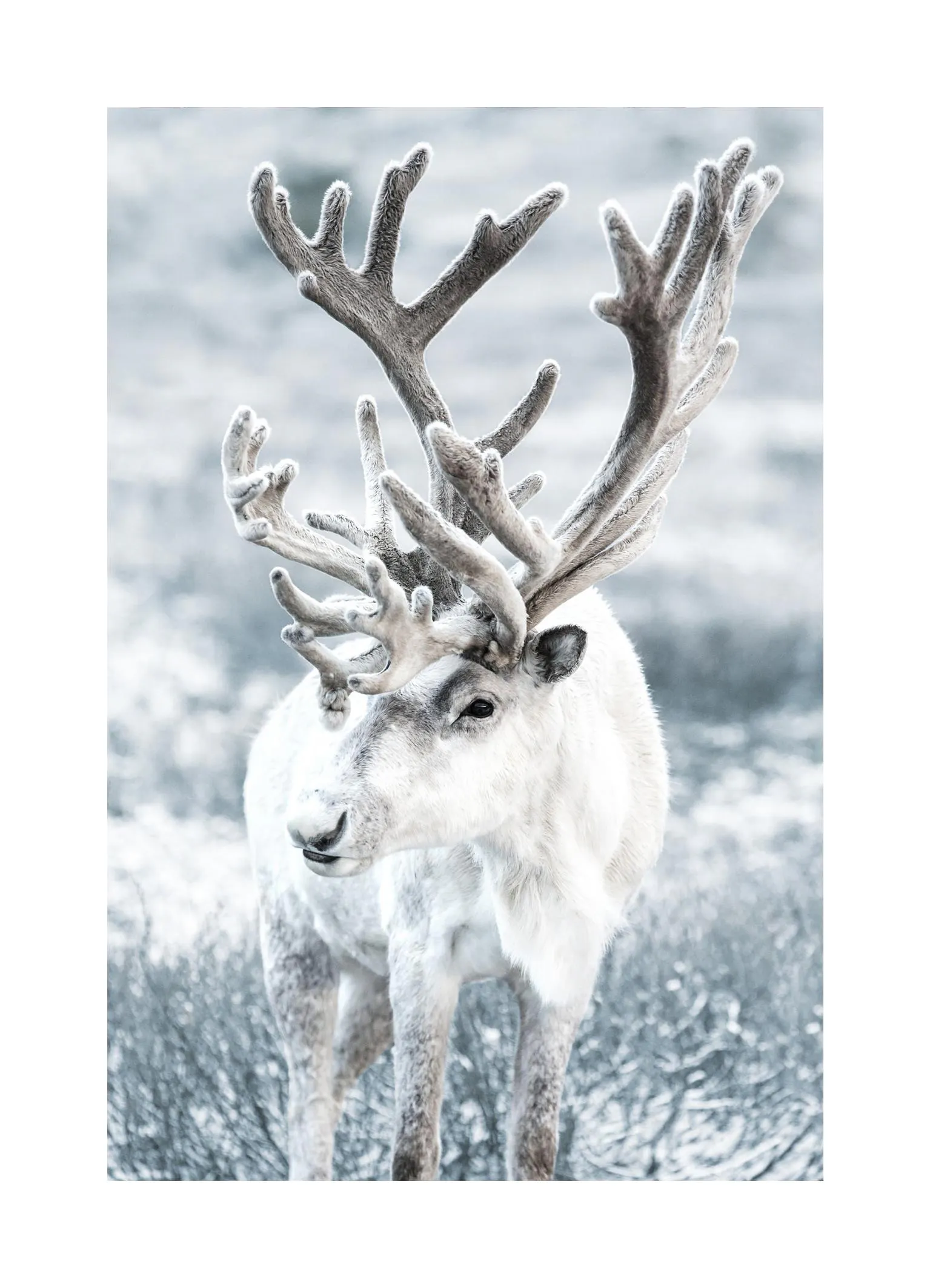 Winter Rentier Poster mit weißem Rentier