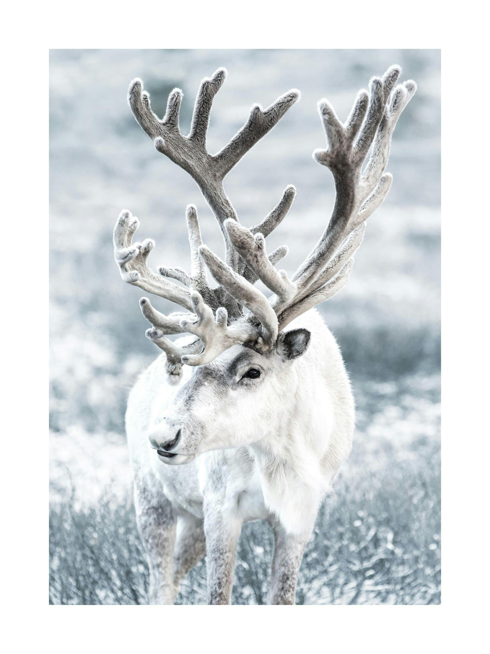 A poster featuring a majestic reindeer with large, velvety antlers and light fur, standing in a snowy landscape.