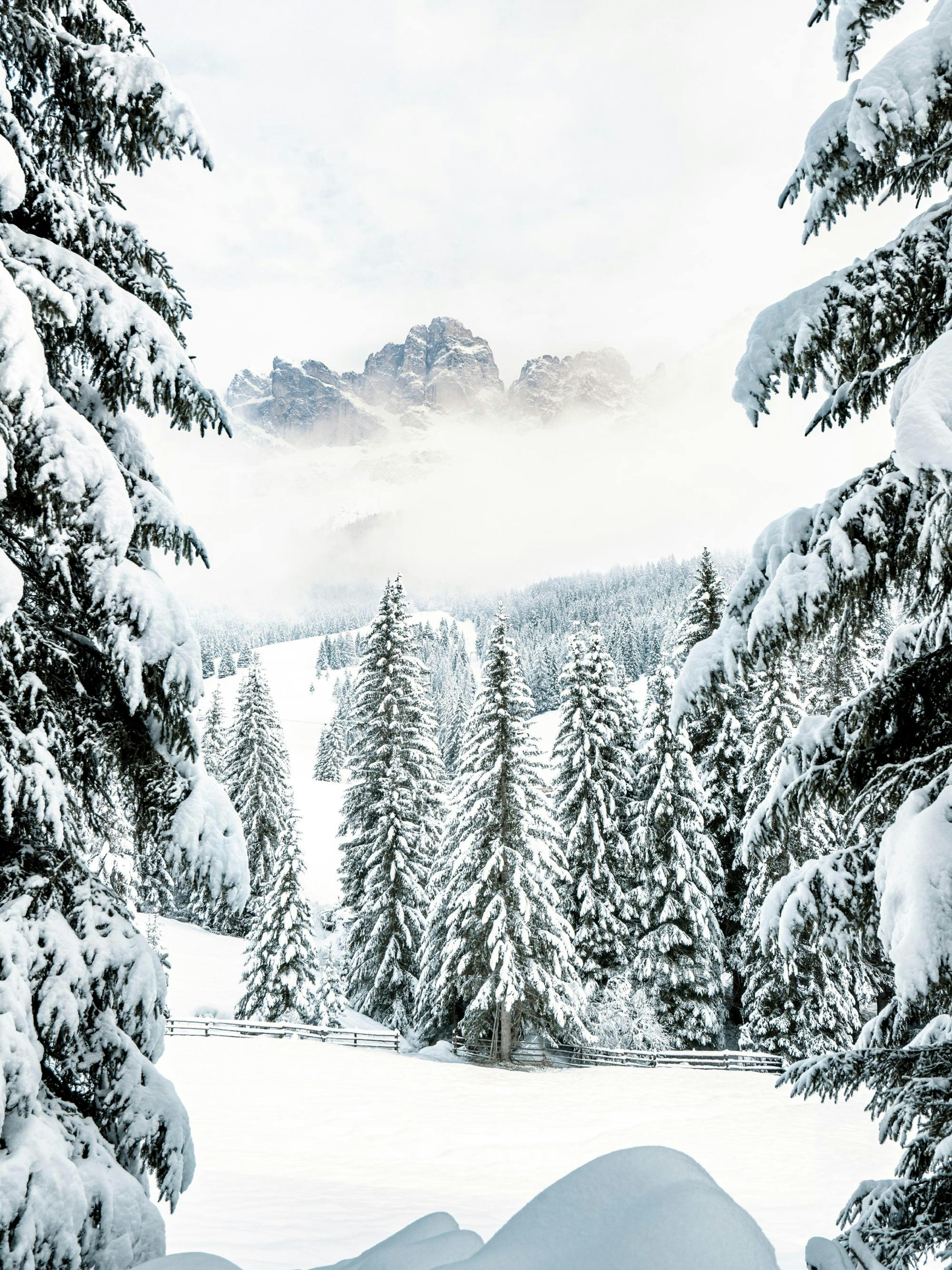 A poster depicting a snow-covered forest of pine trees with distant mountains framed by closer snowy branches.