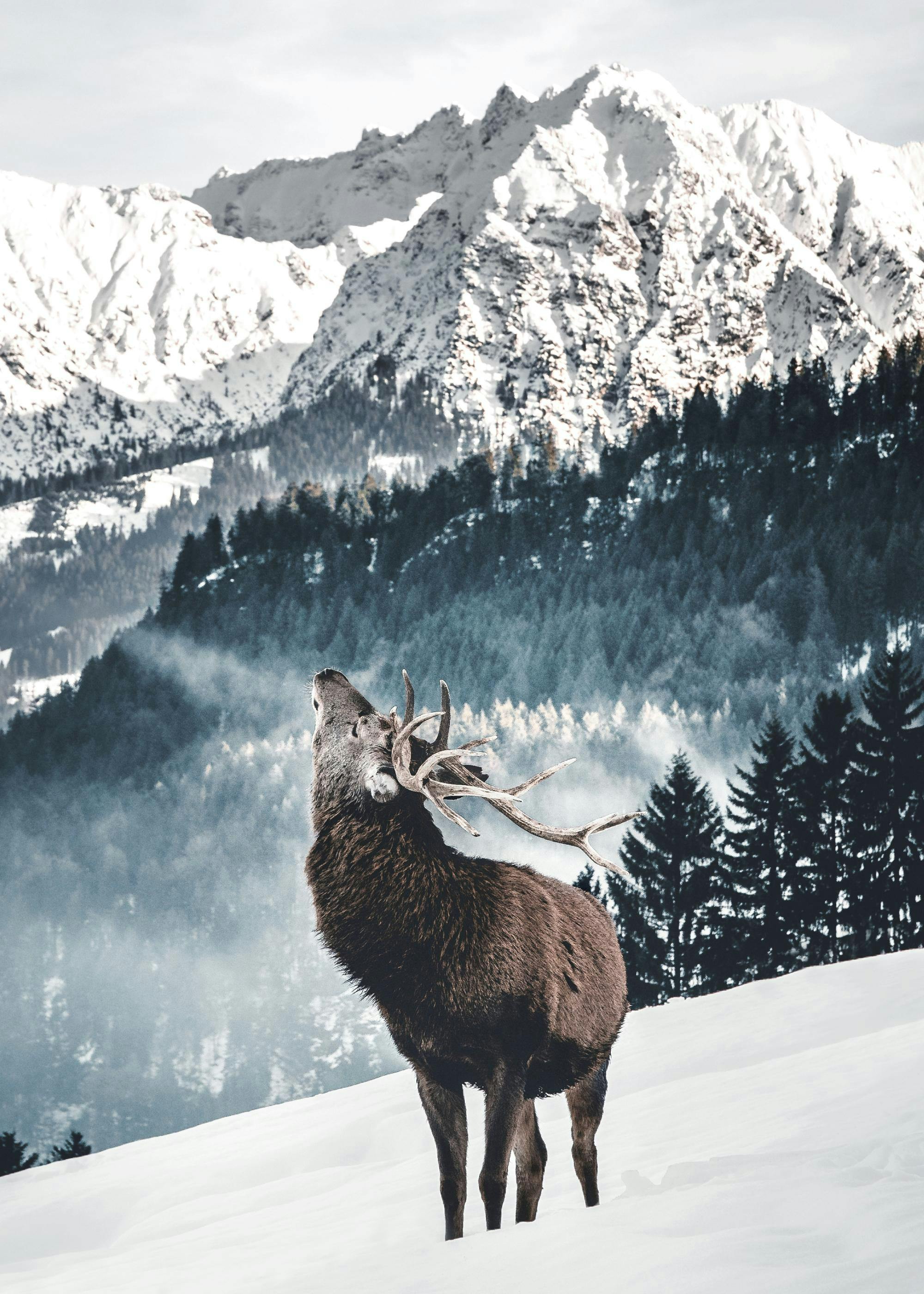 A poster featuring a majestic stag with antlers standing in a snowy landscape with mountains and evergreen trees.