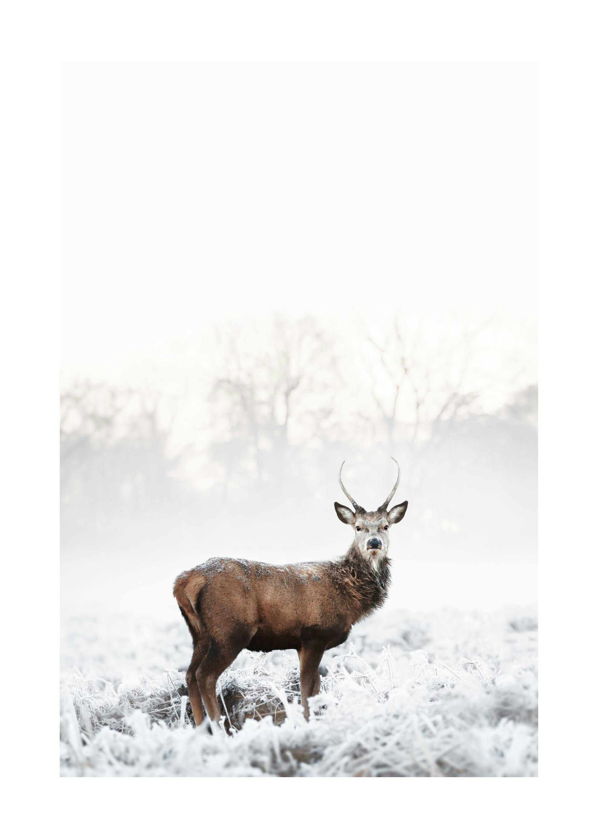 Een poster van een hert met lichte vacht en gewei in een winters landschap met rijp.